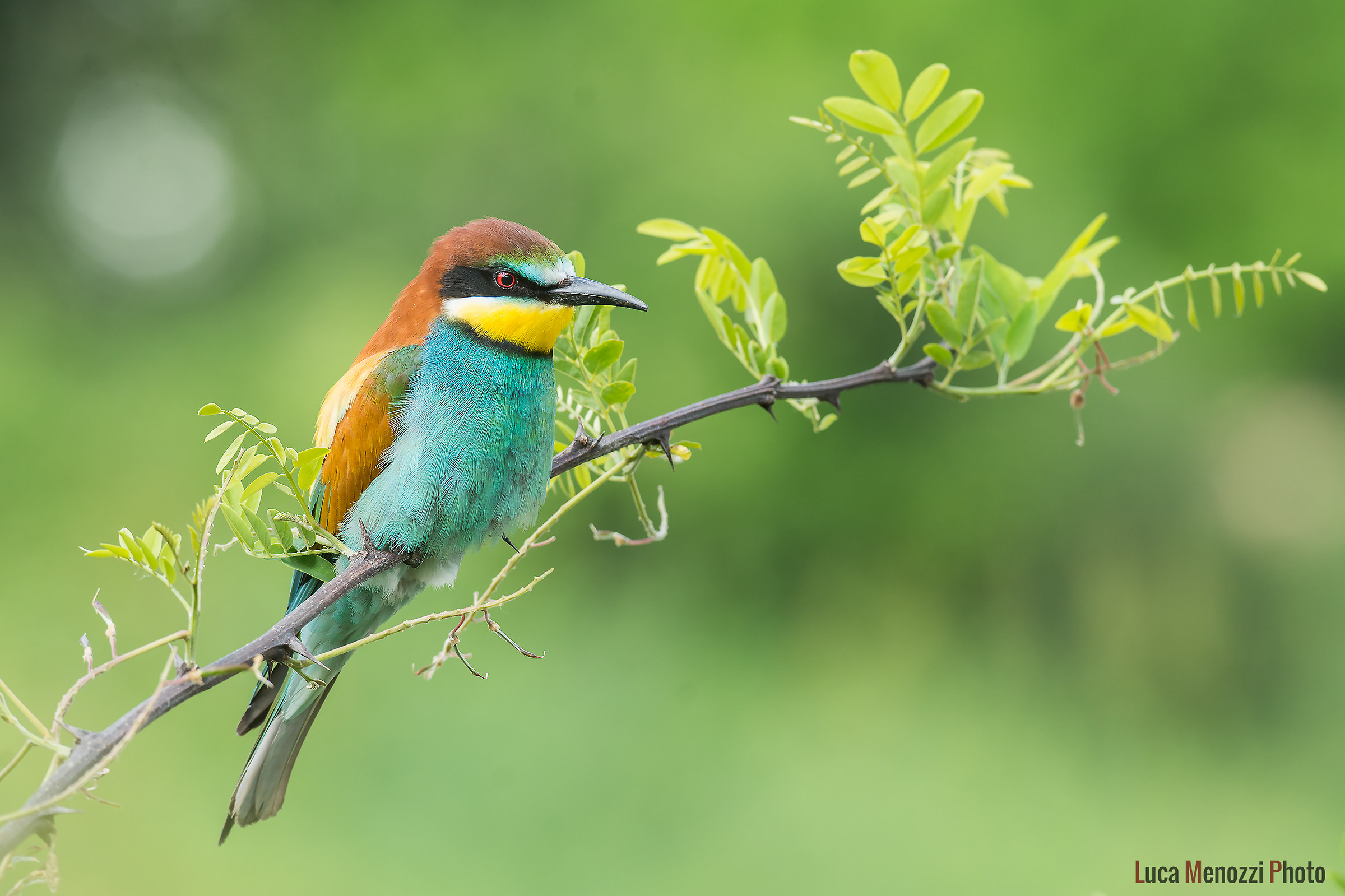 Gruccione ambientato