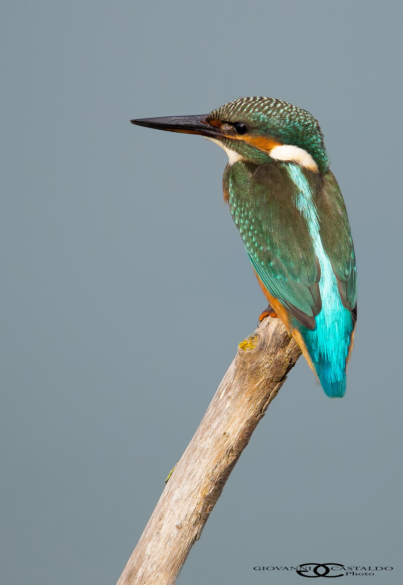 ritratto del martin pescatore