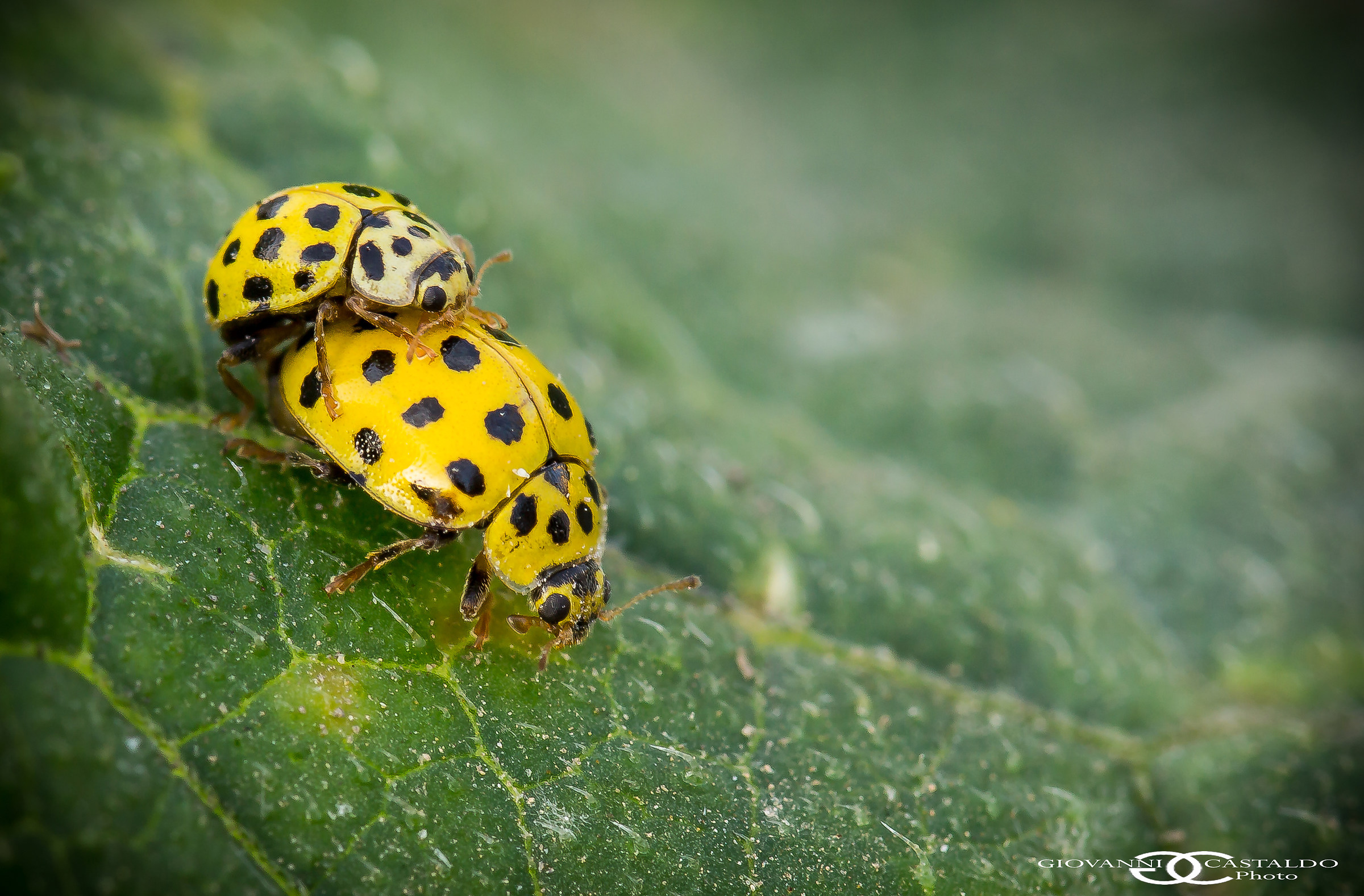coccinelle in accoppiamento