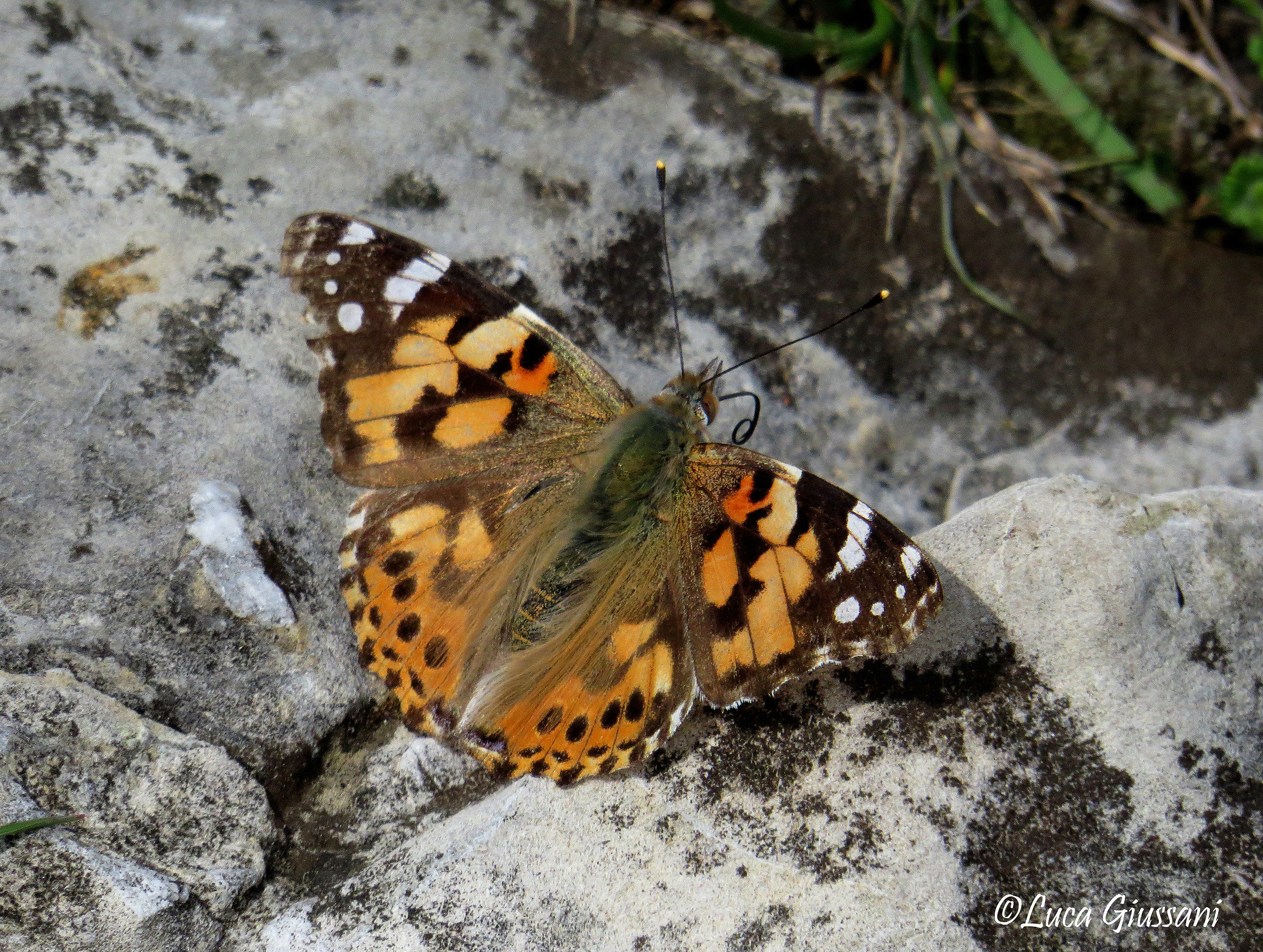 Vanessa cardui