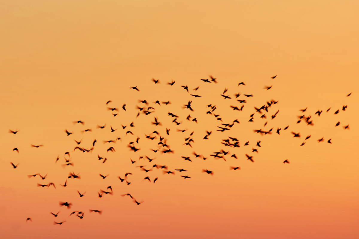 Storni - Pomezia 20160929