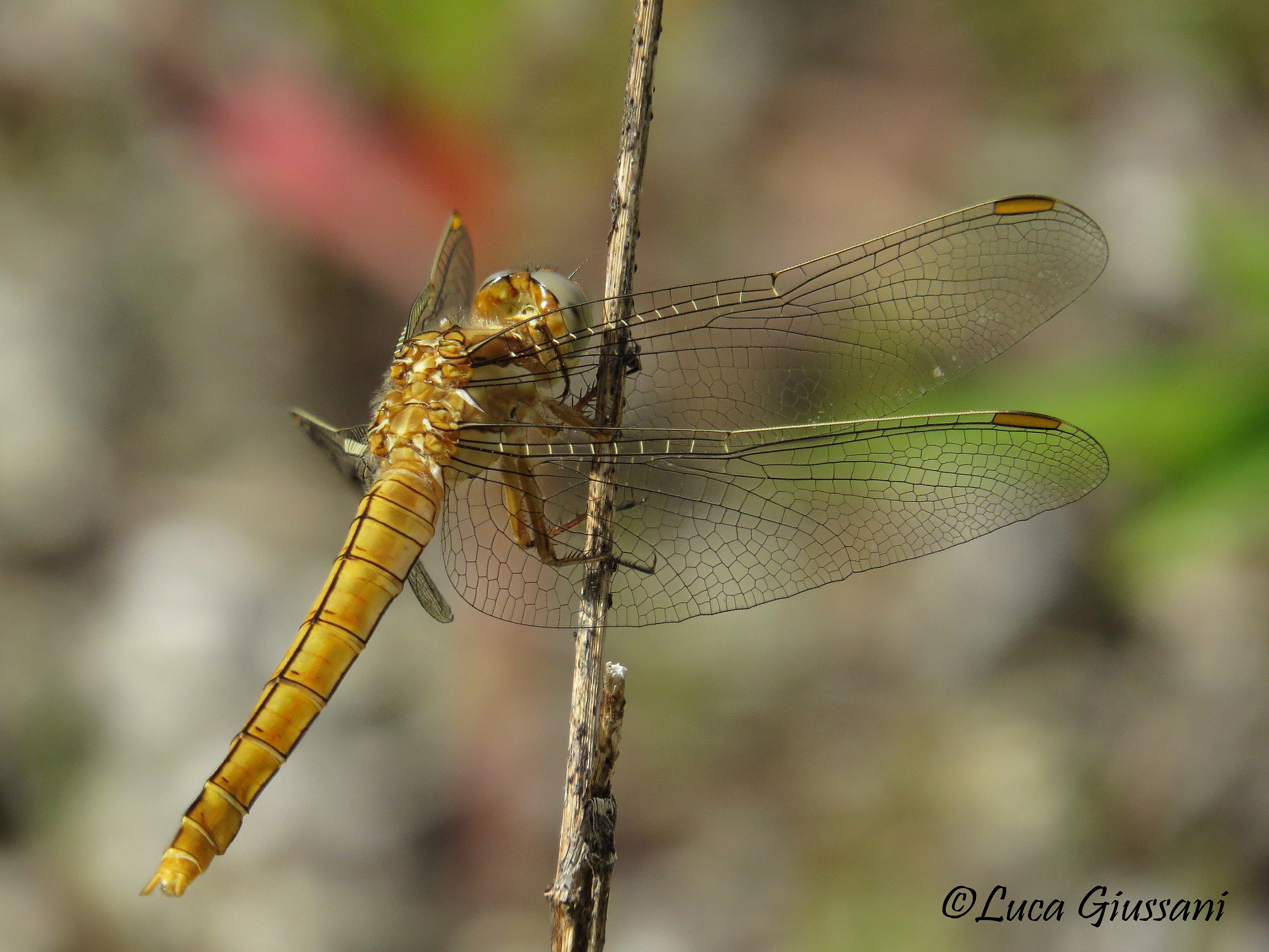 orthetrum brunneum