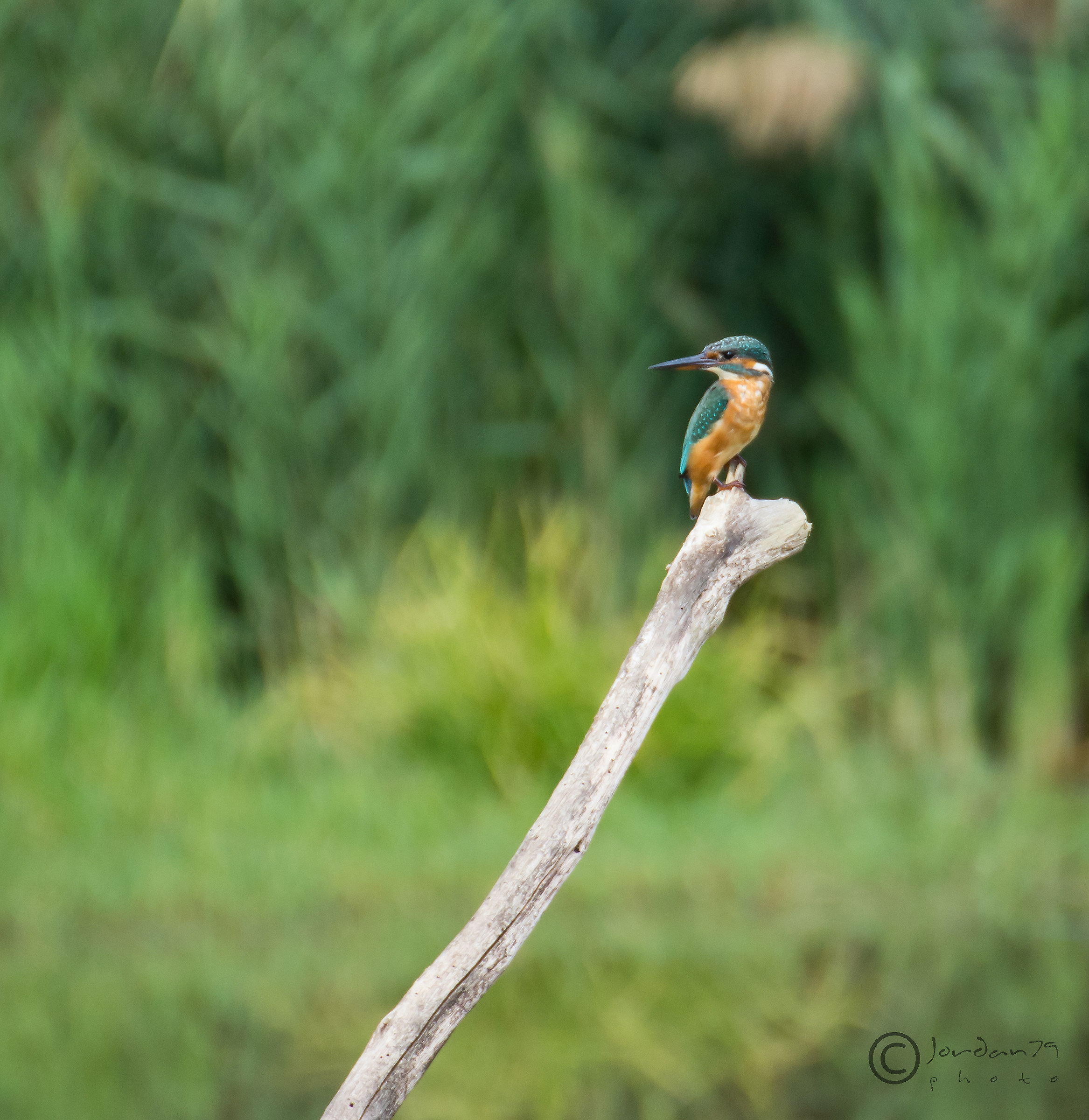 Kingfisher 1