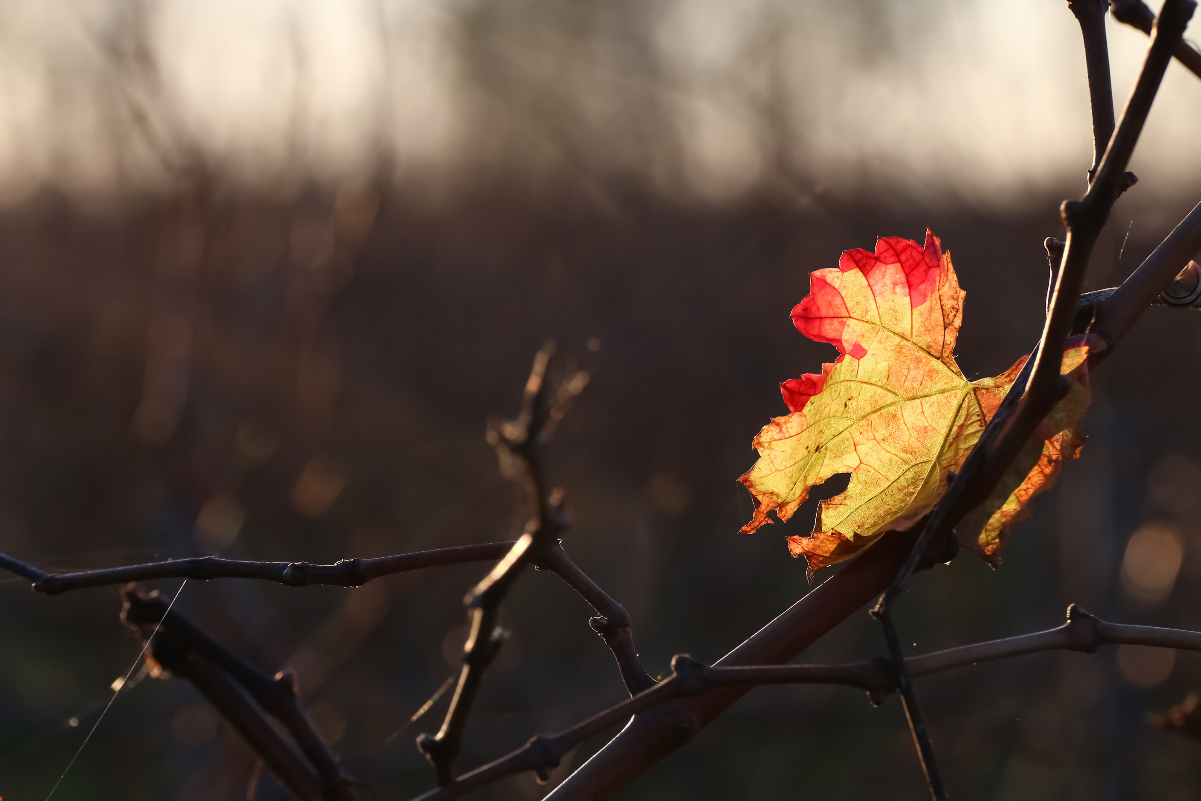 Autumn in the vineyard