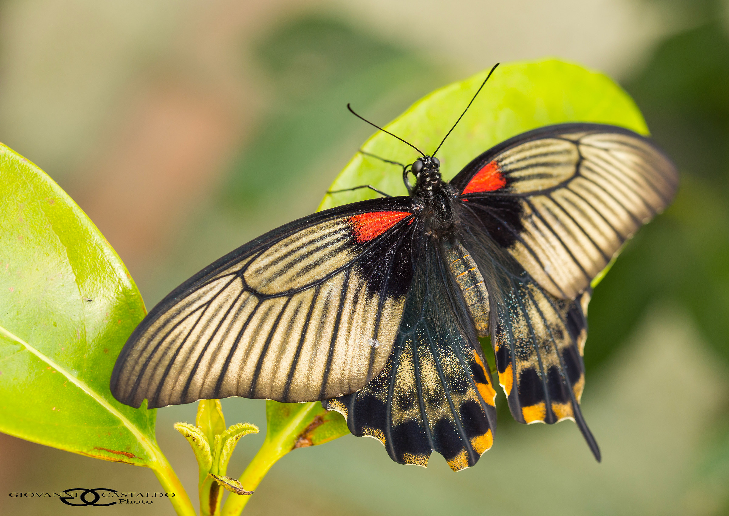 Papilio memnon agenor