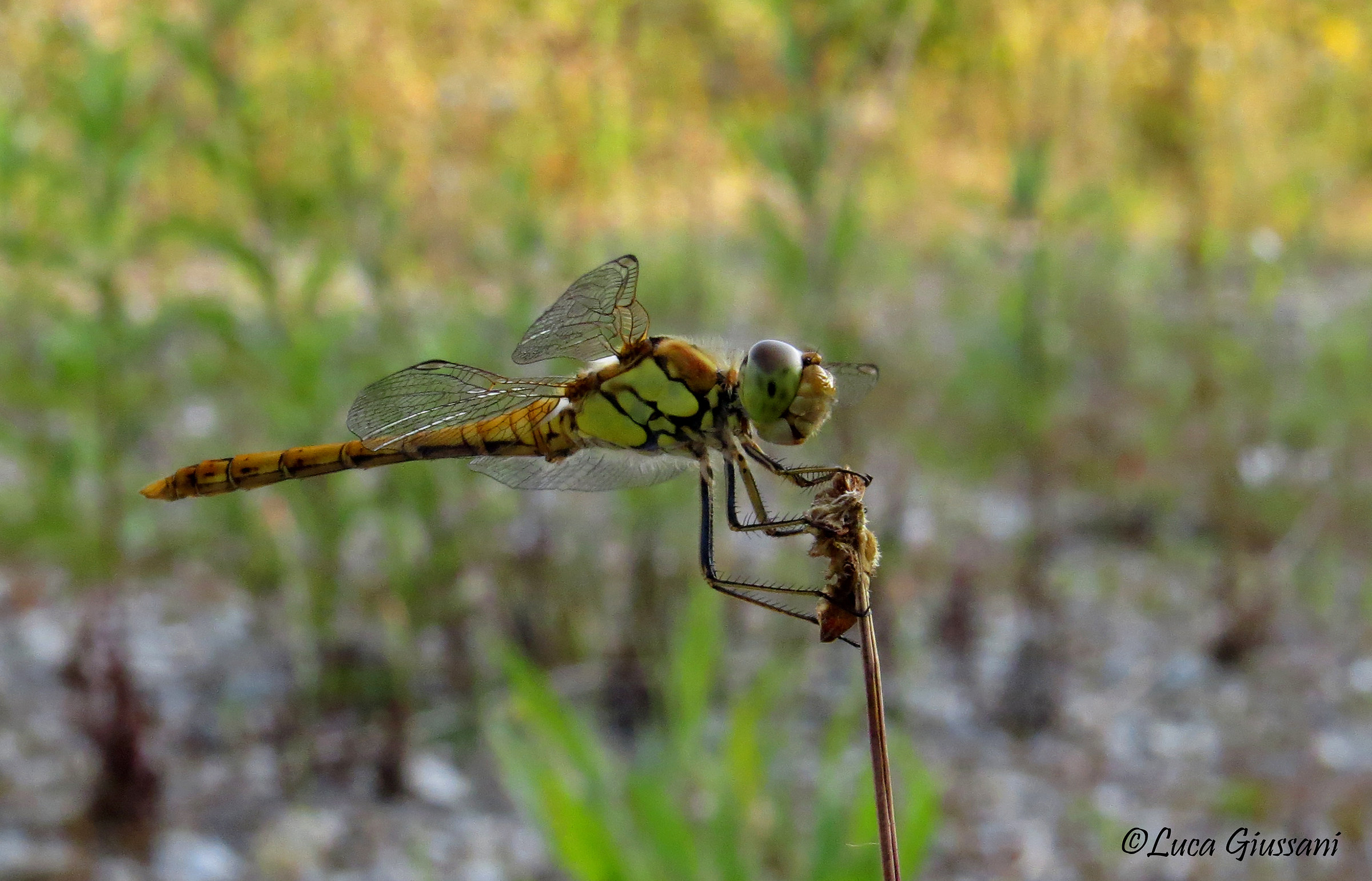 Sympetrum striolatum