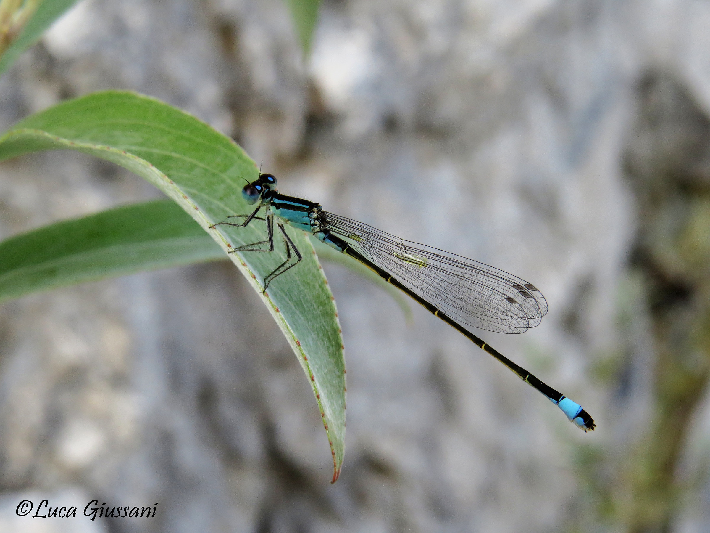 blue-tailed damselfly