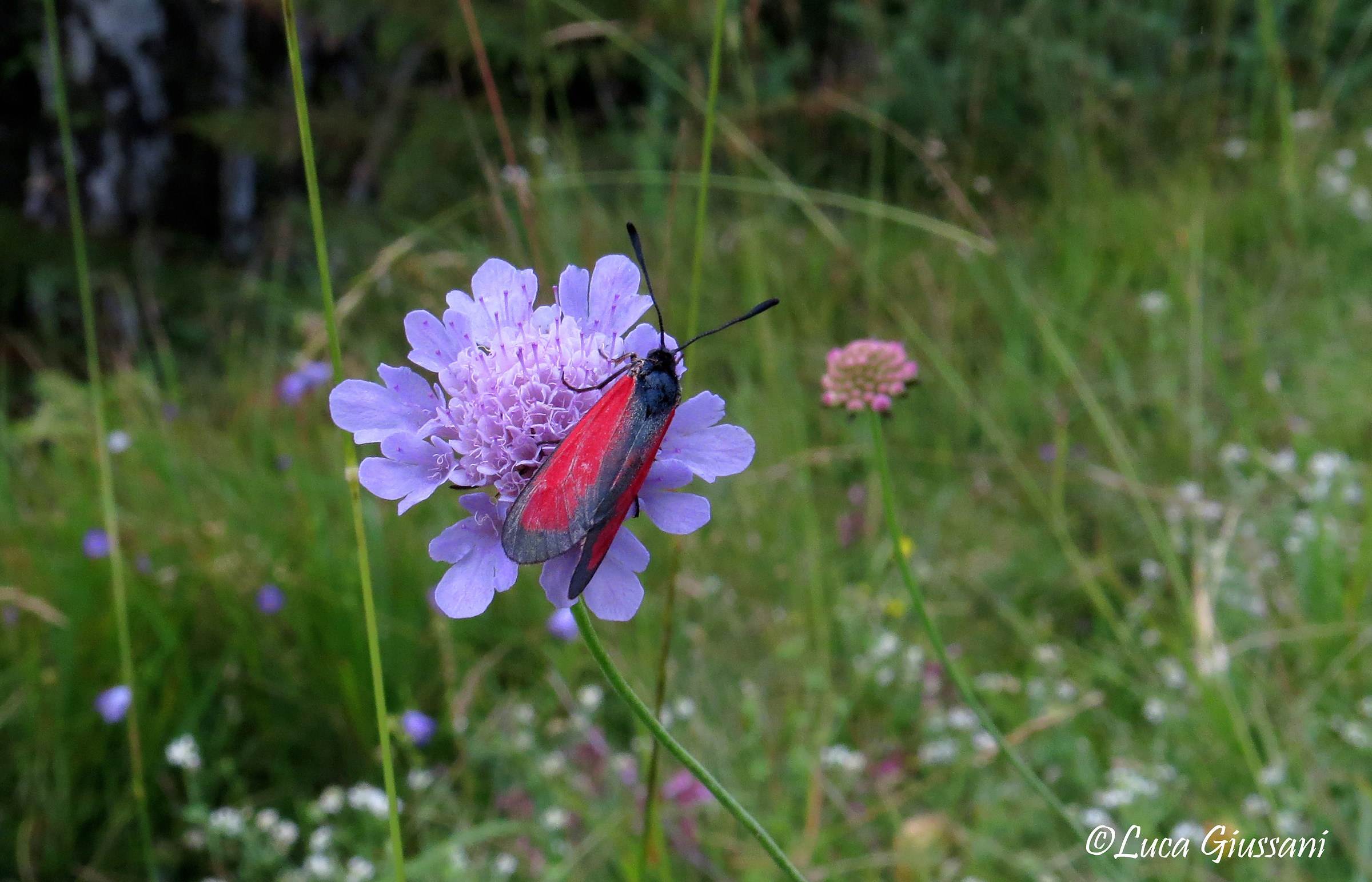 zygaena erythrus