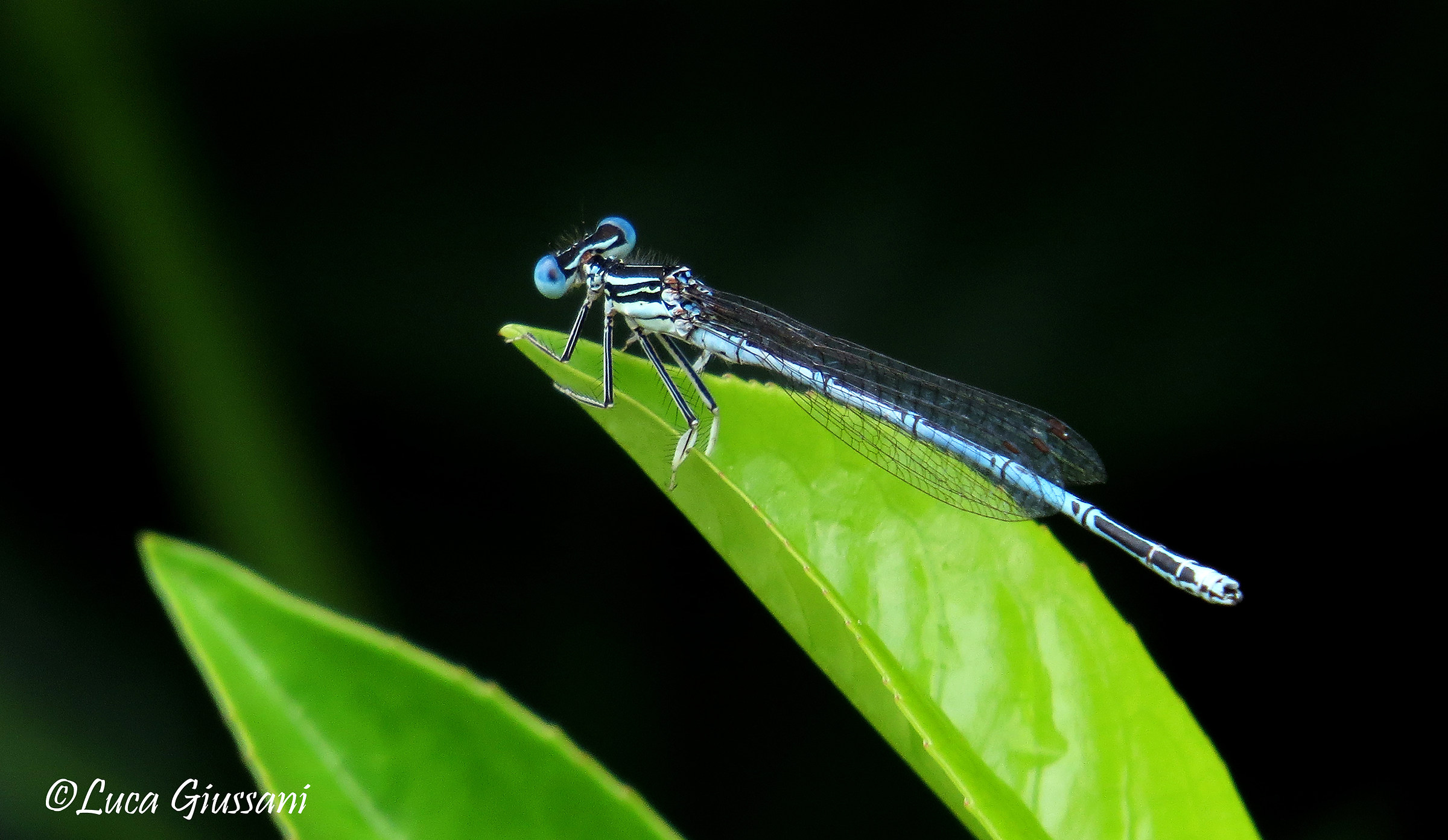 Platycnemis pennipes