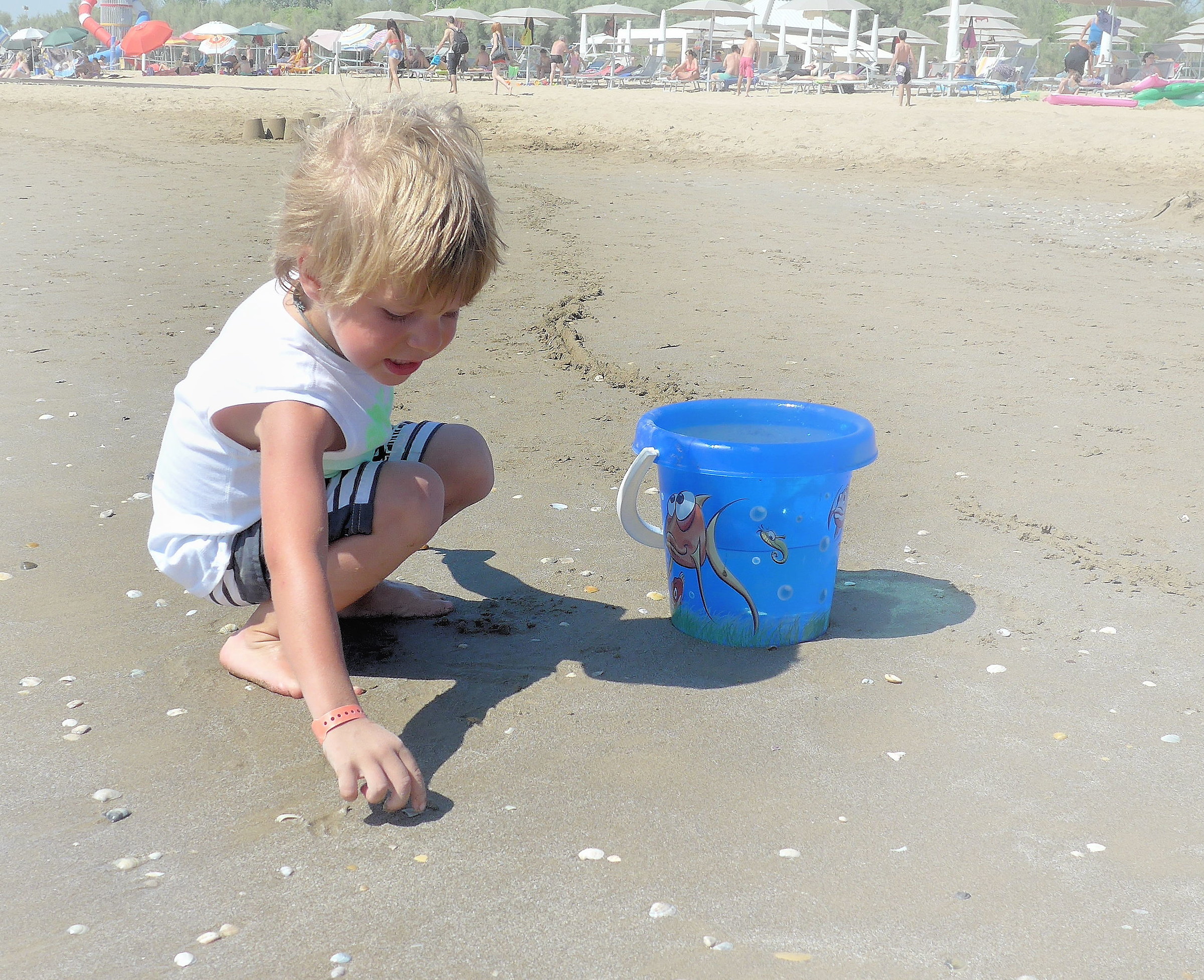 In search of the shell