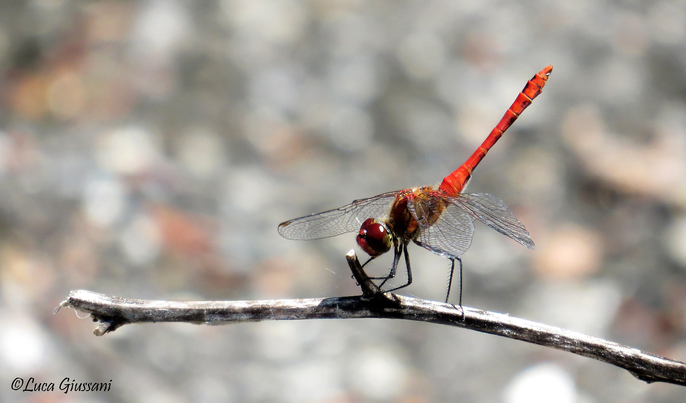 Sympetrum sanguineum
