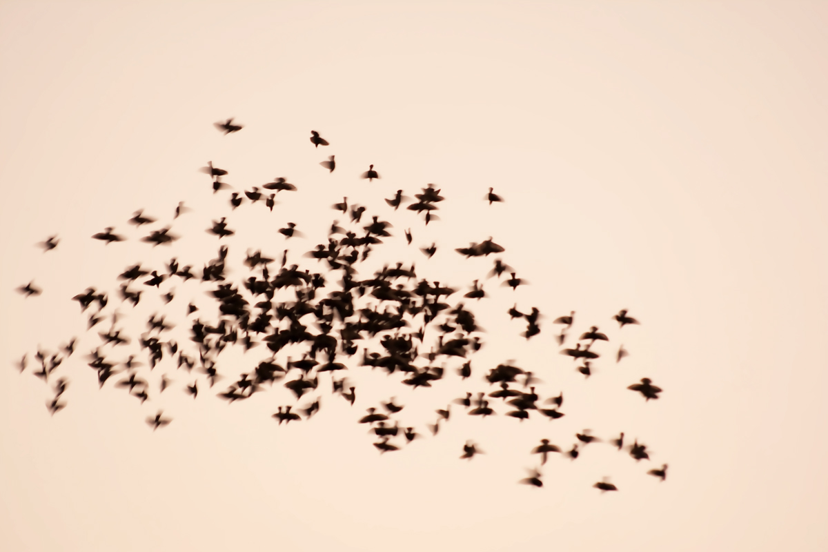 Storni - Pomezia 20161003