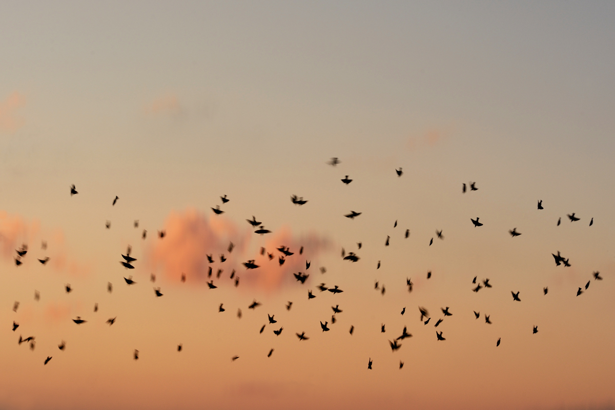 Storni - Pomezia 20161003