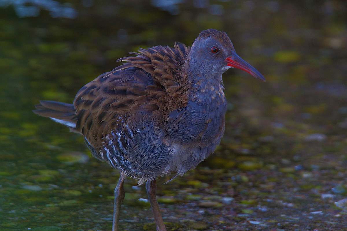 Water Rail