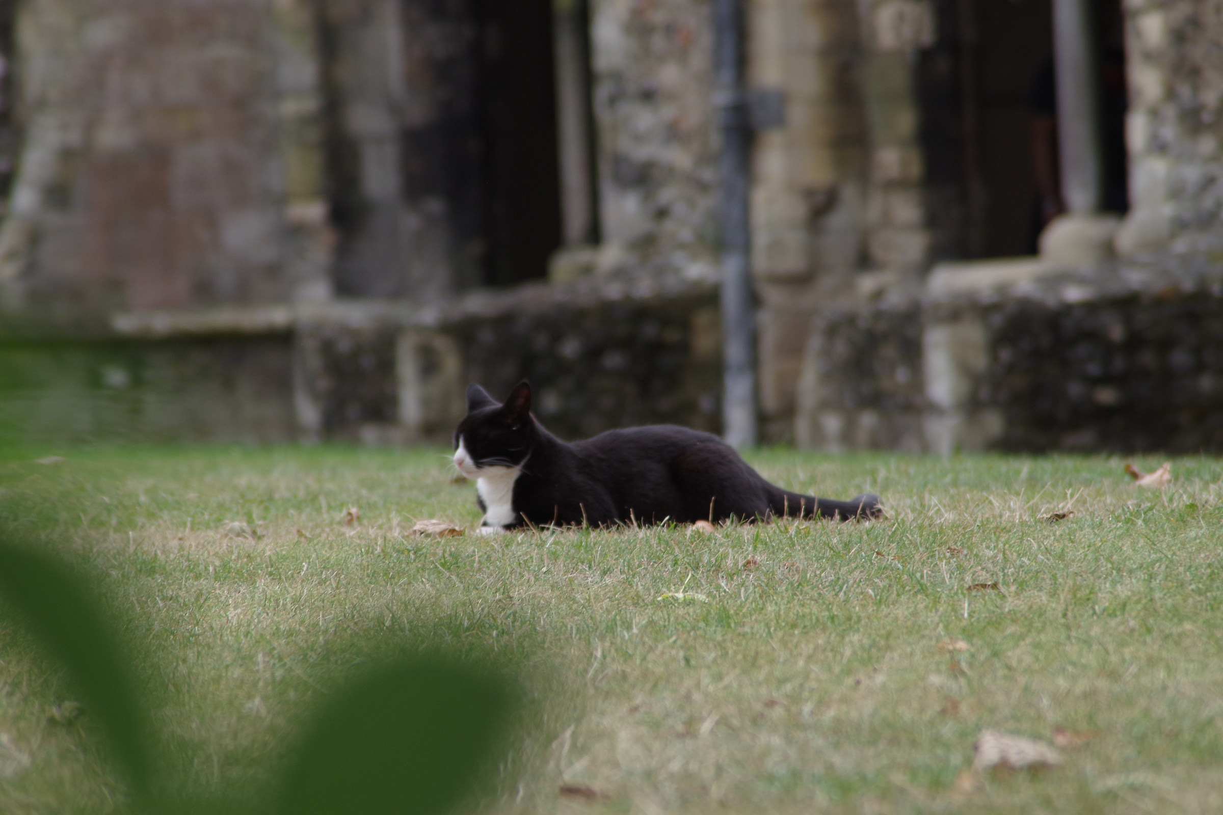 Carterbury's Cat