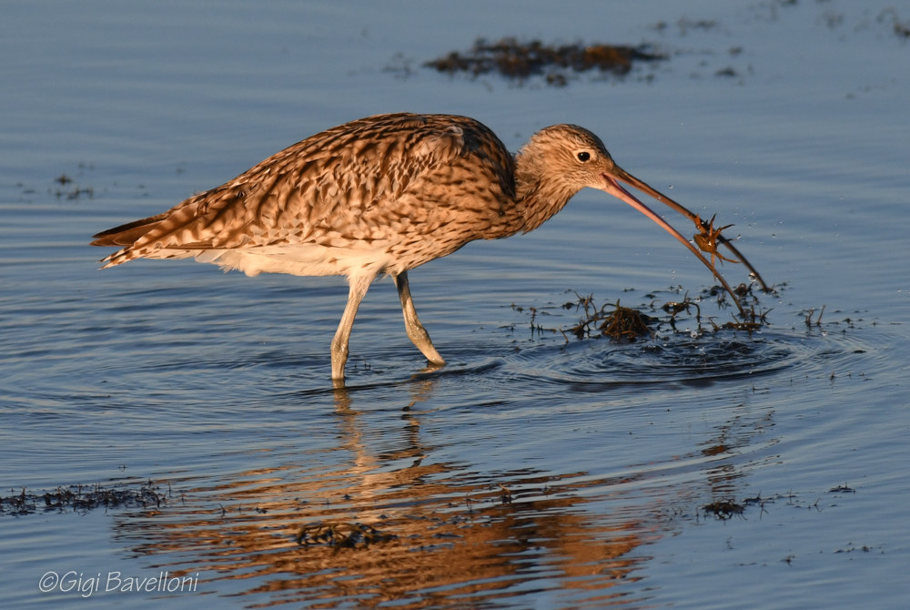curlew more