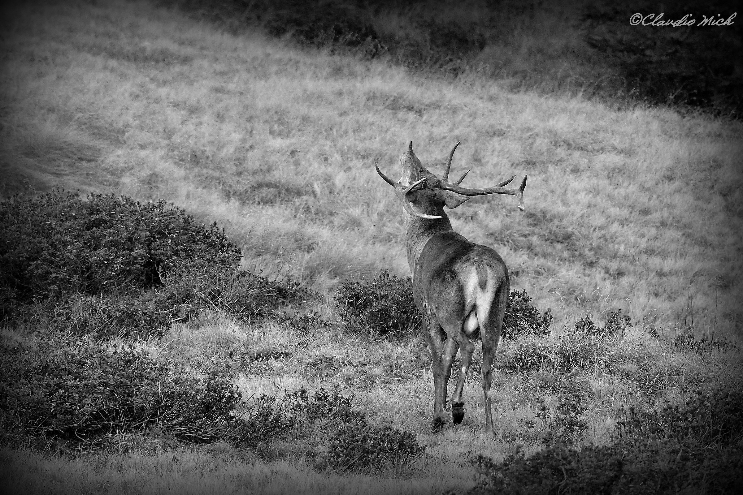 the call of the king!