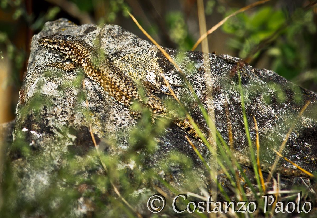 Lacertilia al sole