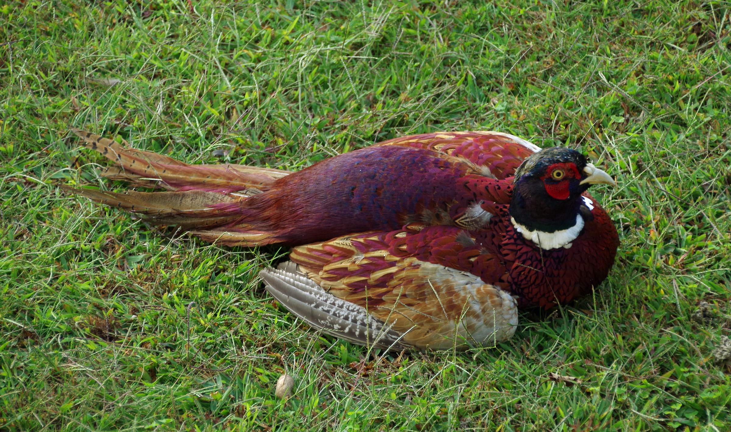 Pheasant