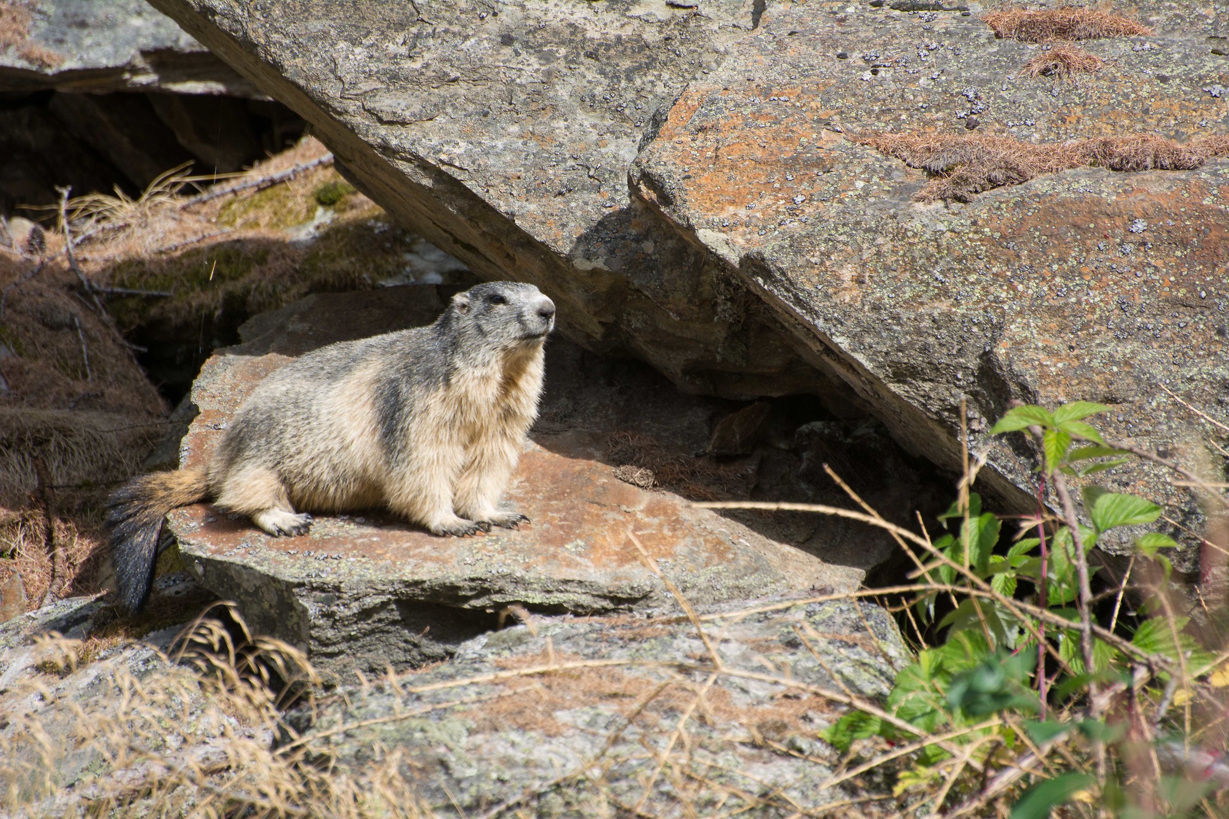 Marmotta