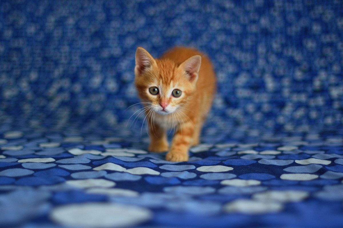 Camilla - Pomezia 20160428