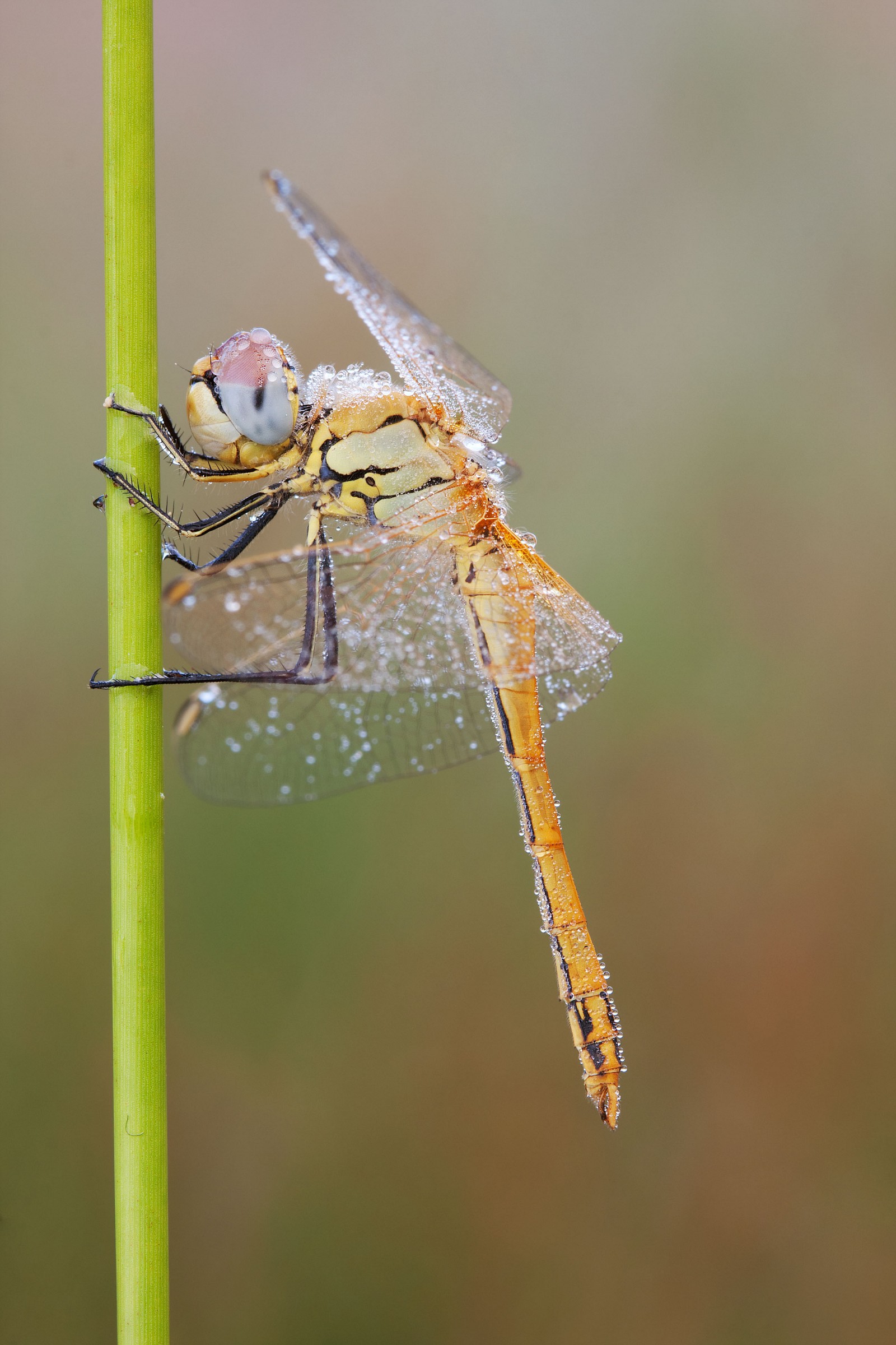Sympetrum