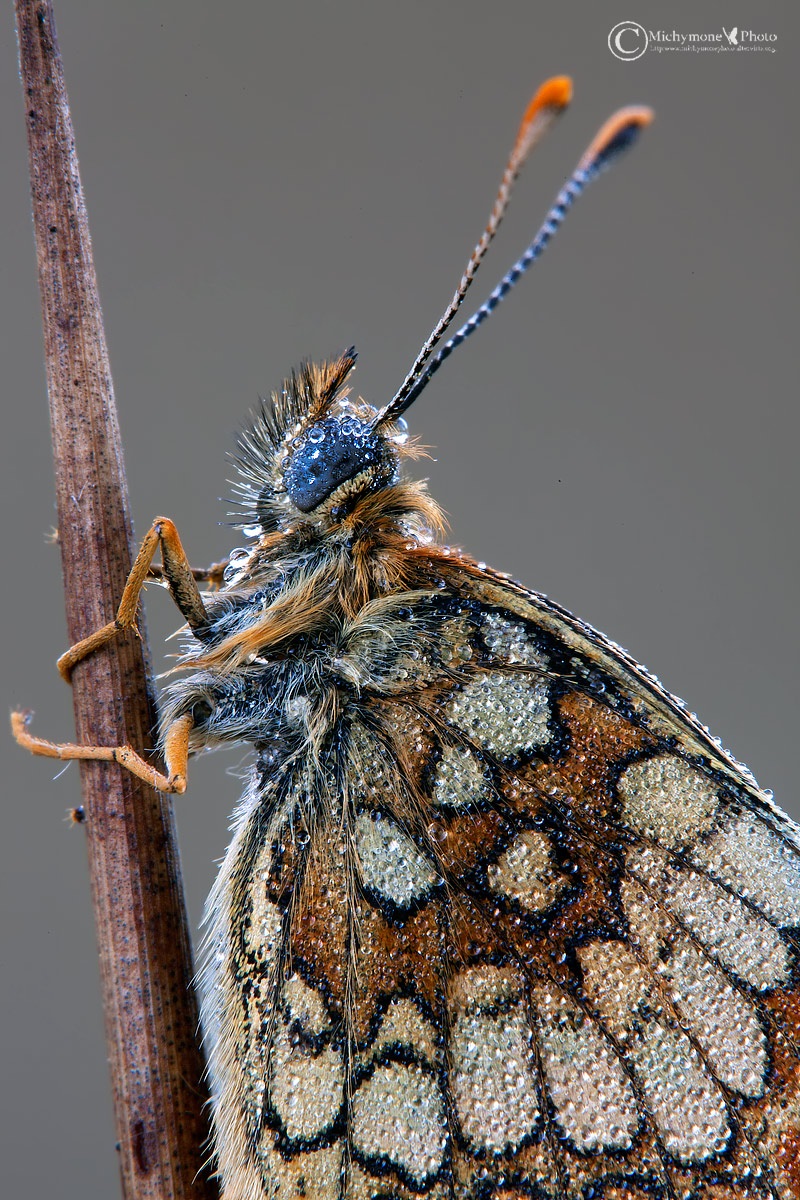 Melitaea Athalia (Rottemburg, 1775)