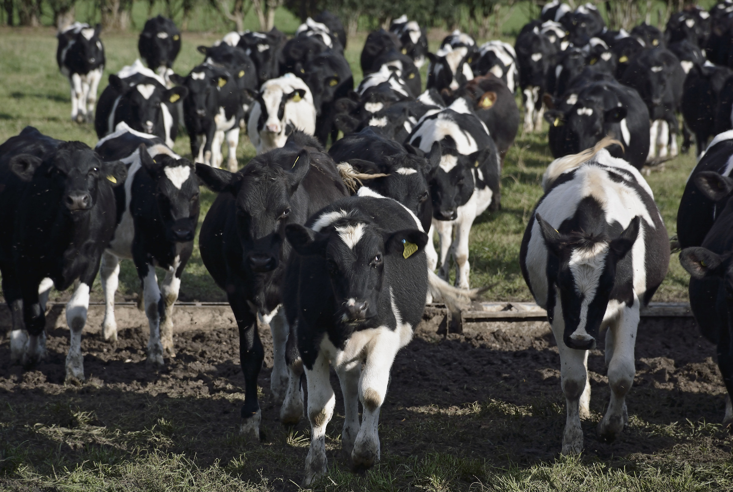 I miei molti 'seguaci ....!