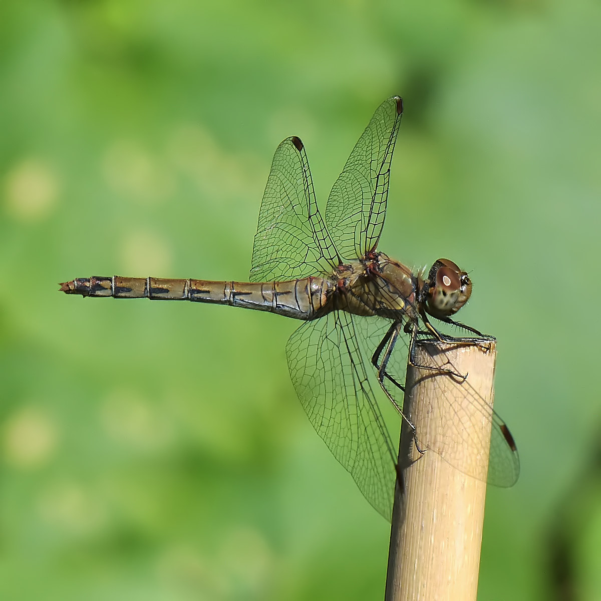 dragonfly