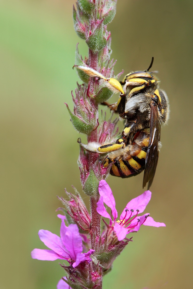 It is sweet to dream