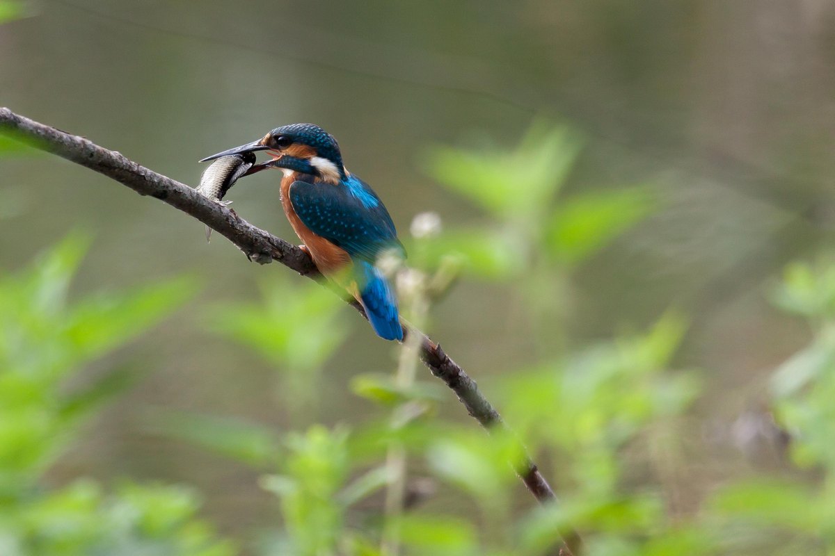 Kingfisher