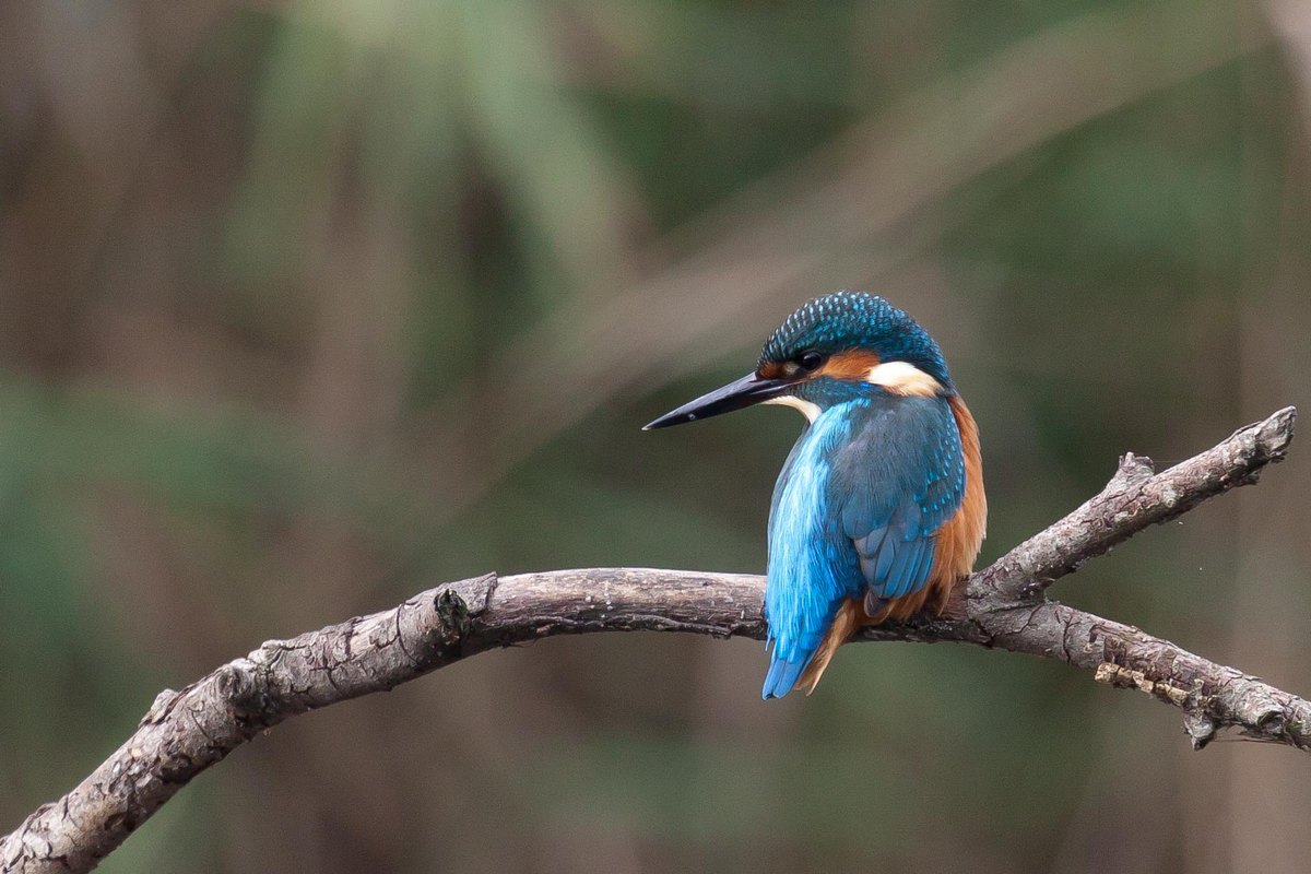 Kingfisher