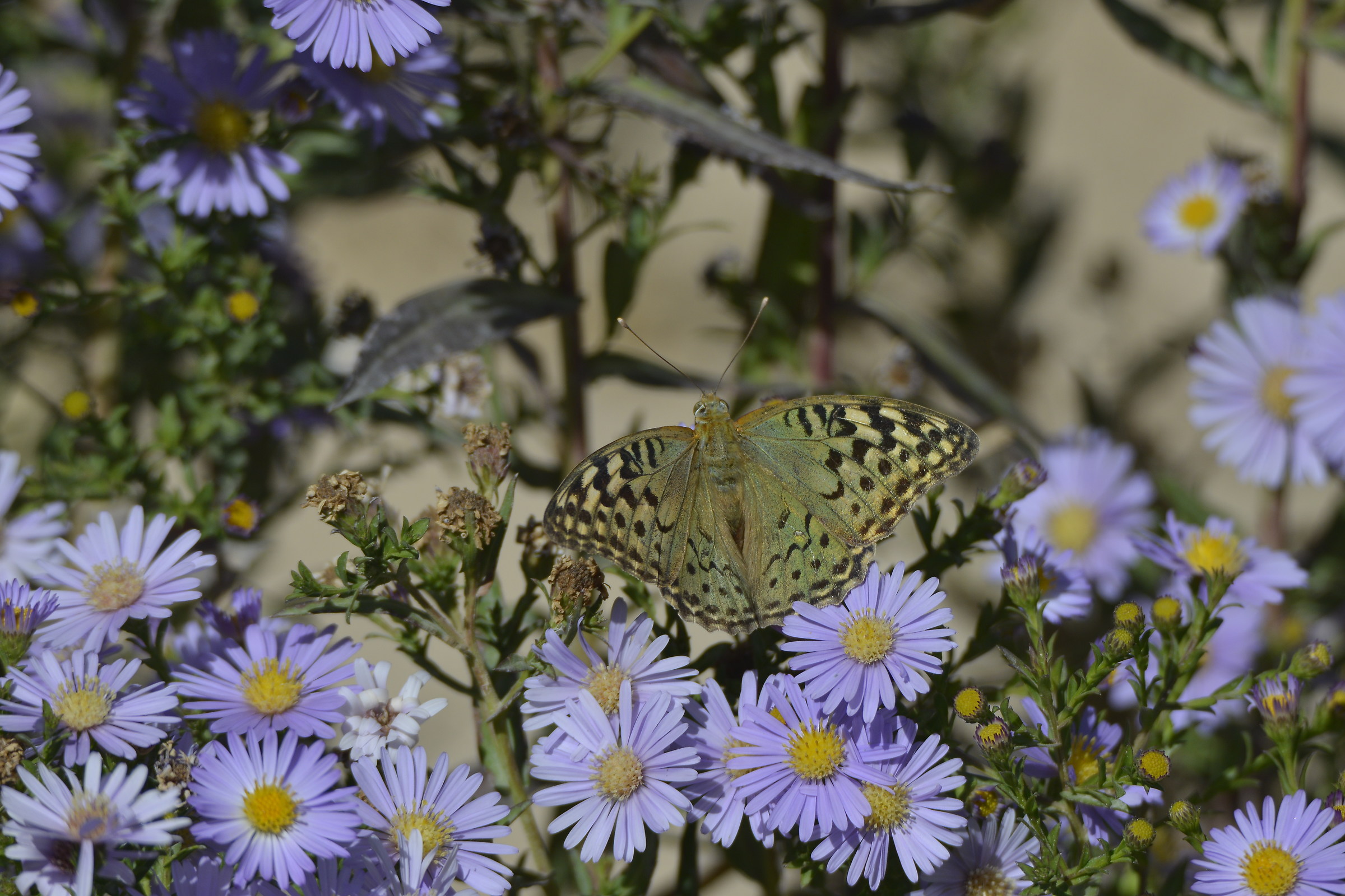 kurdestan . sanandaj