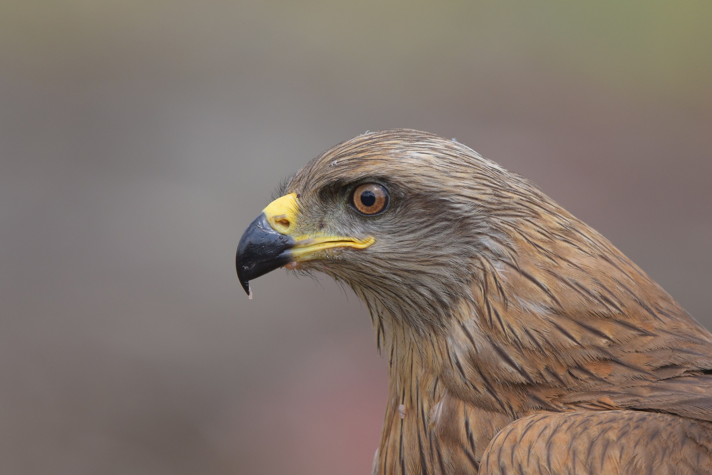 l'occhio del Nibbio bruno