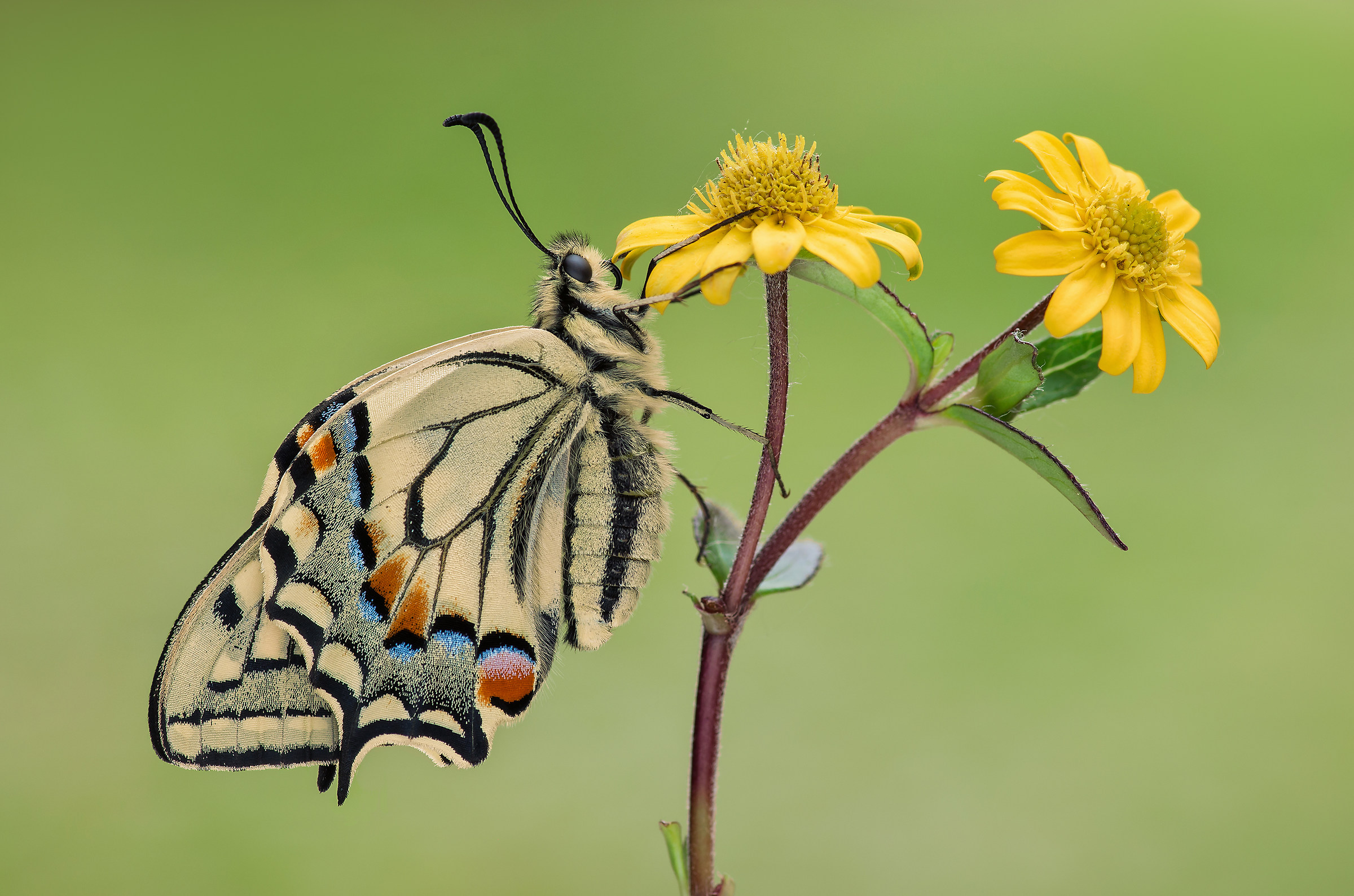 swallowtail