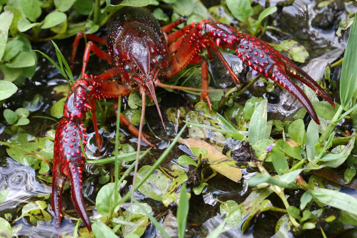 Predator - Louisiana Shrimp