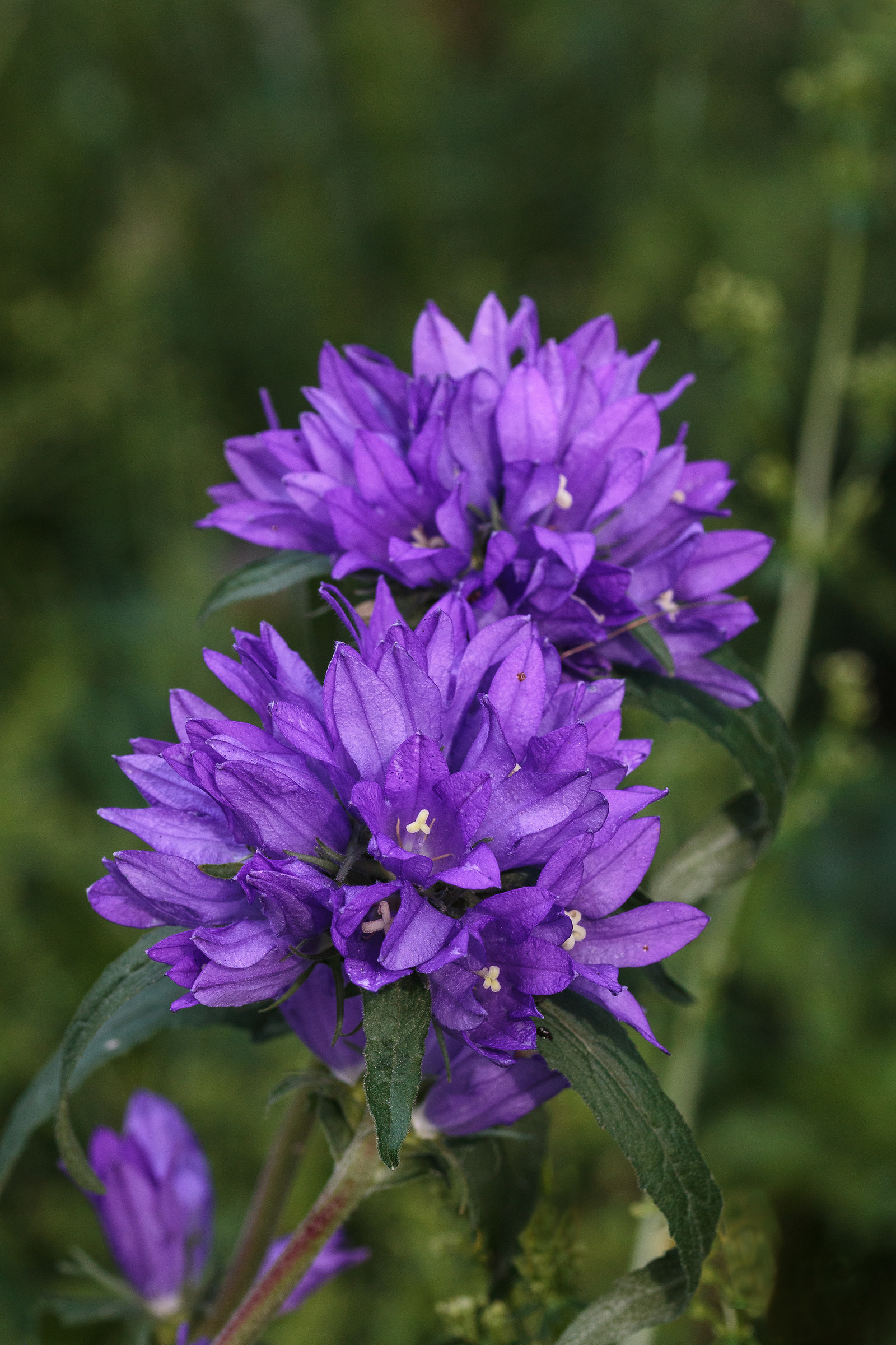 Campanula Cervicaria L.