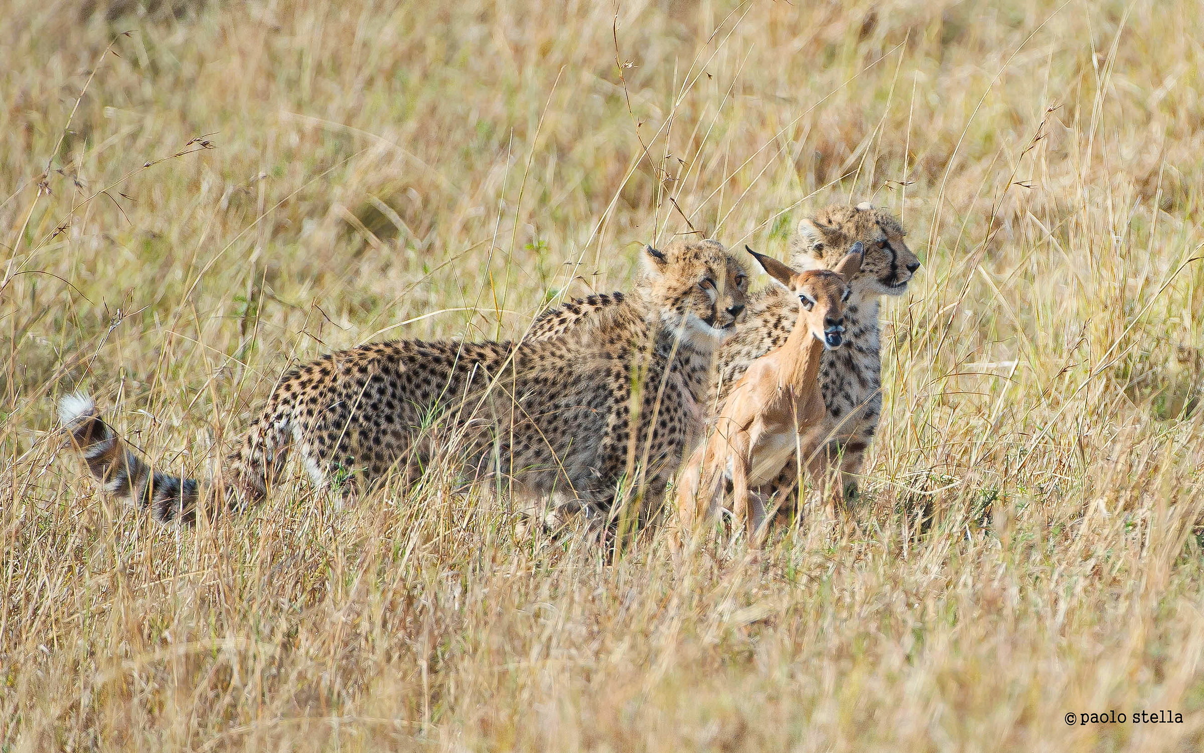 gli occhi del terrore