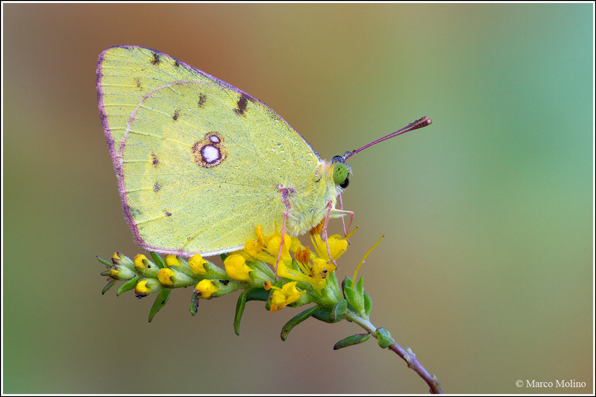 Colias crocea