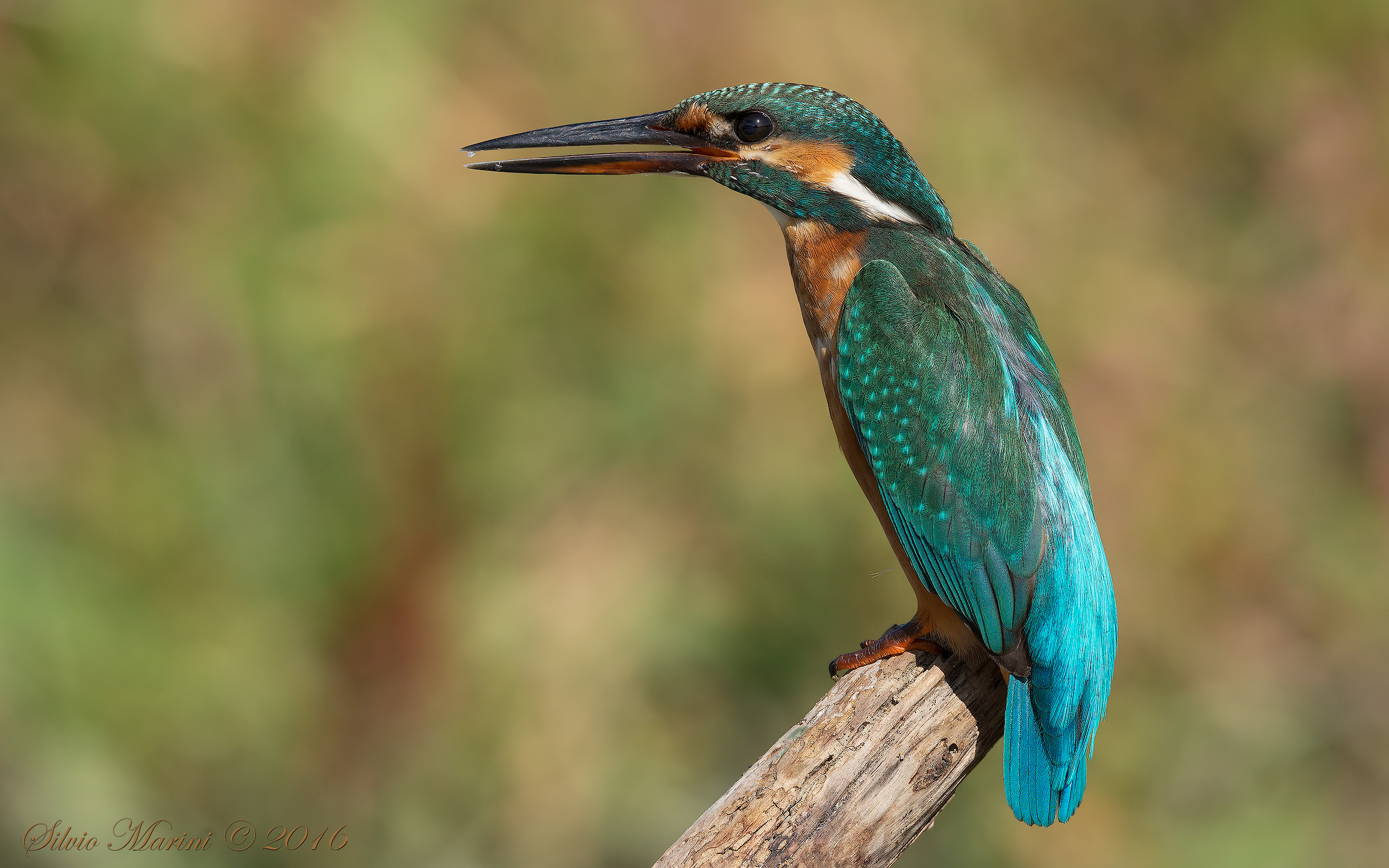 Martin pescatore ( Alcedo atthis)