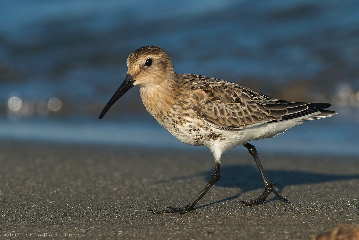 Piovanello pancianera