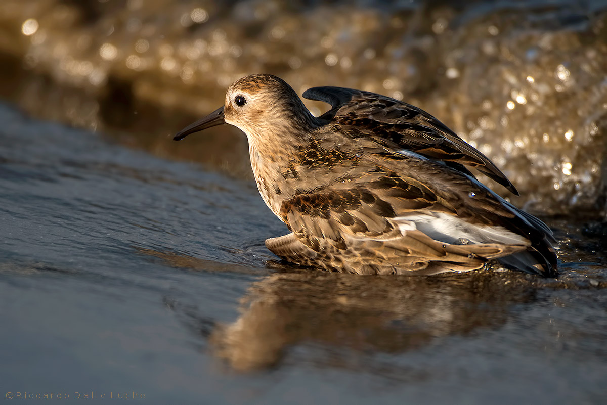 piovanello pancianera
