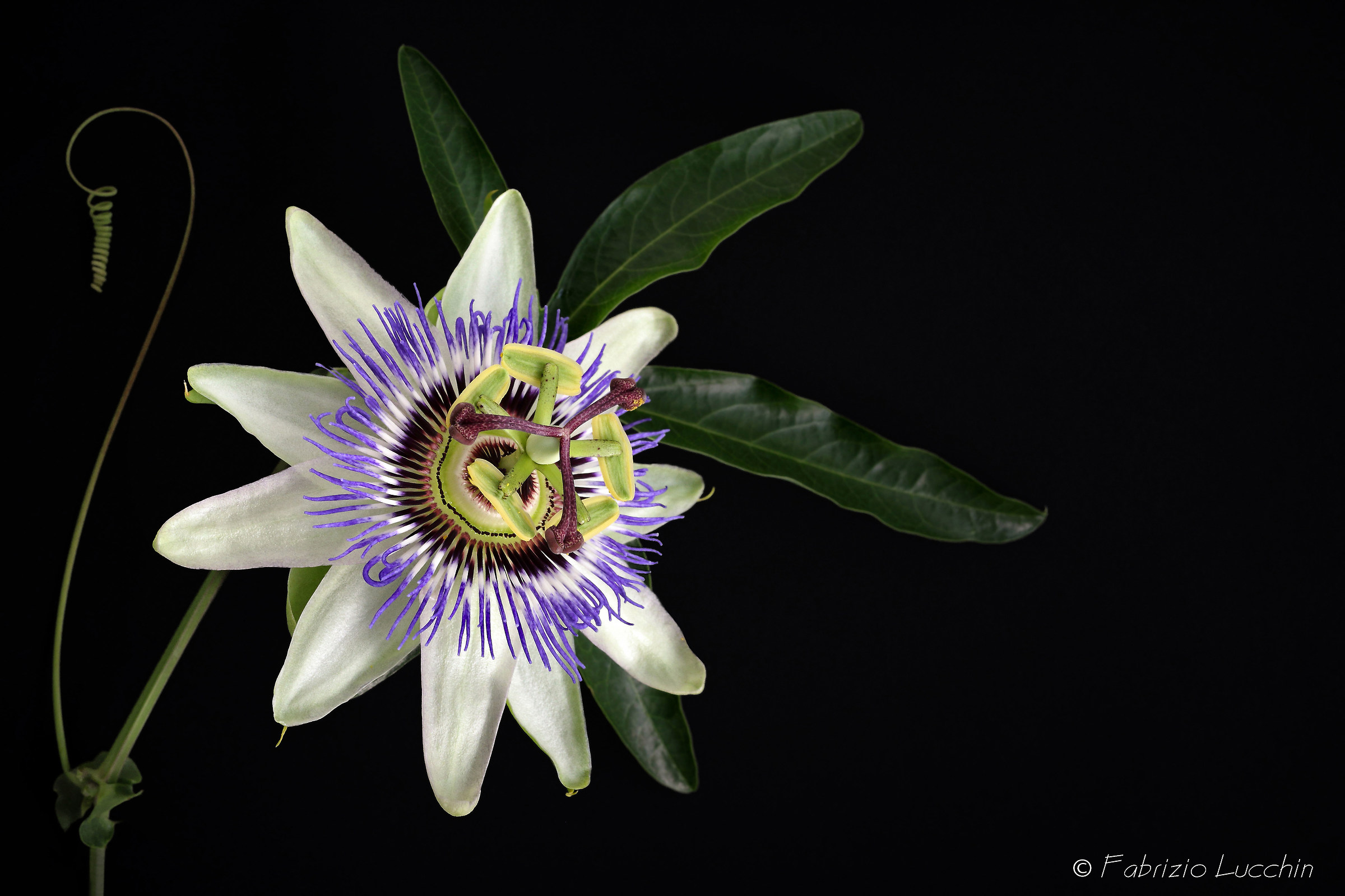 Passiflora caerulea