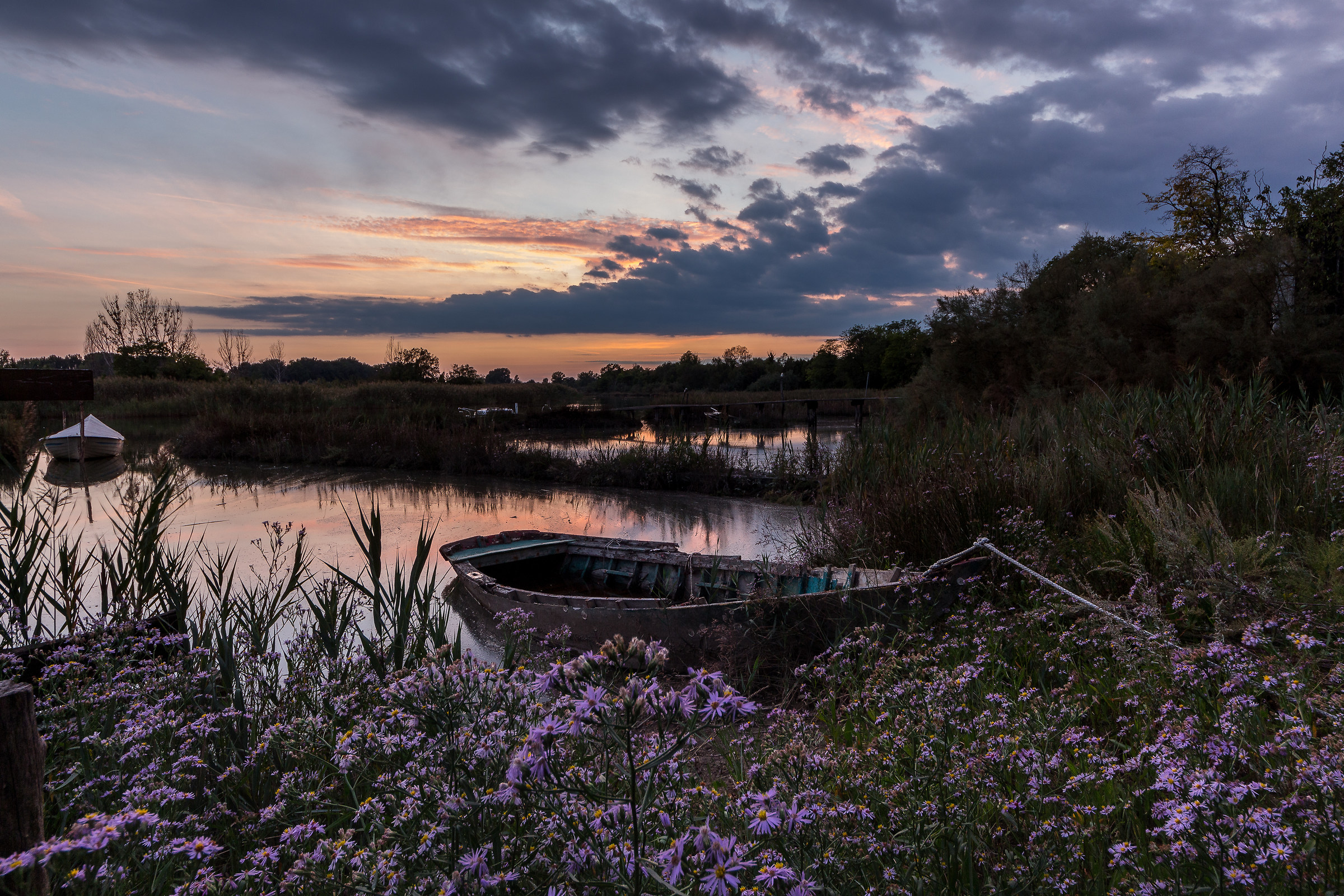 lagoon flowers