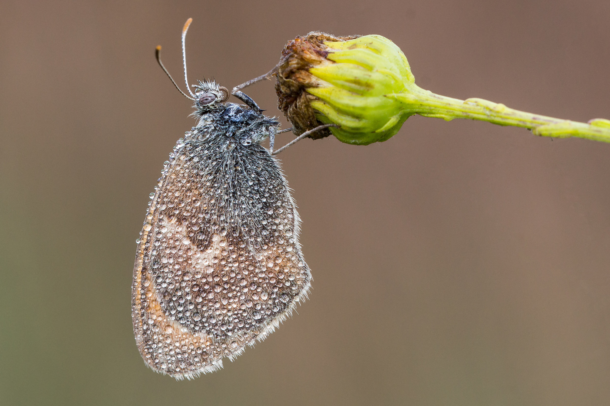 Coenonympha pamphilus
