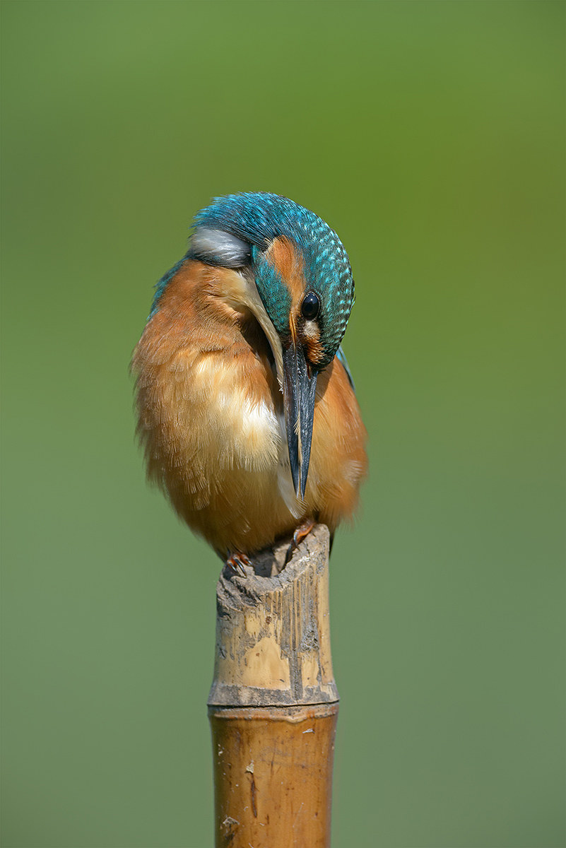 the preening of martino