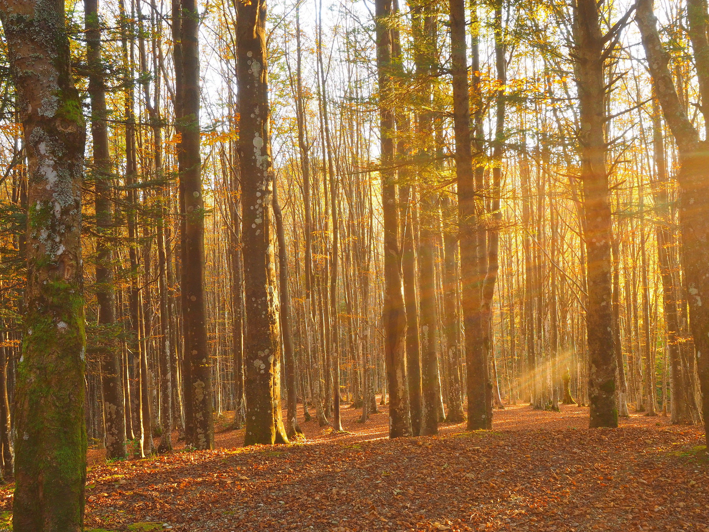 Beech trees at sunset