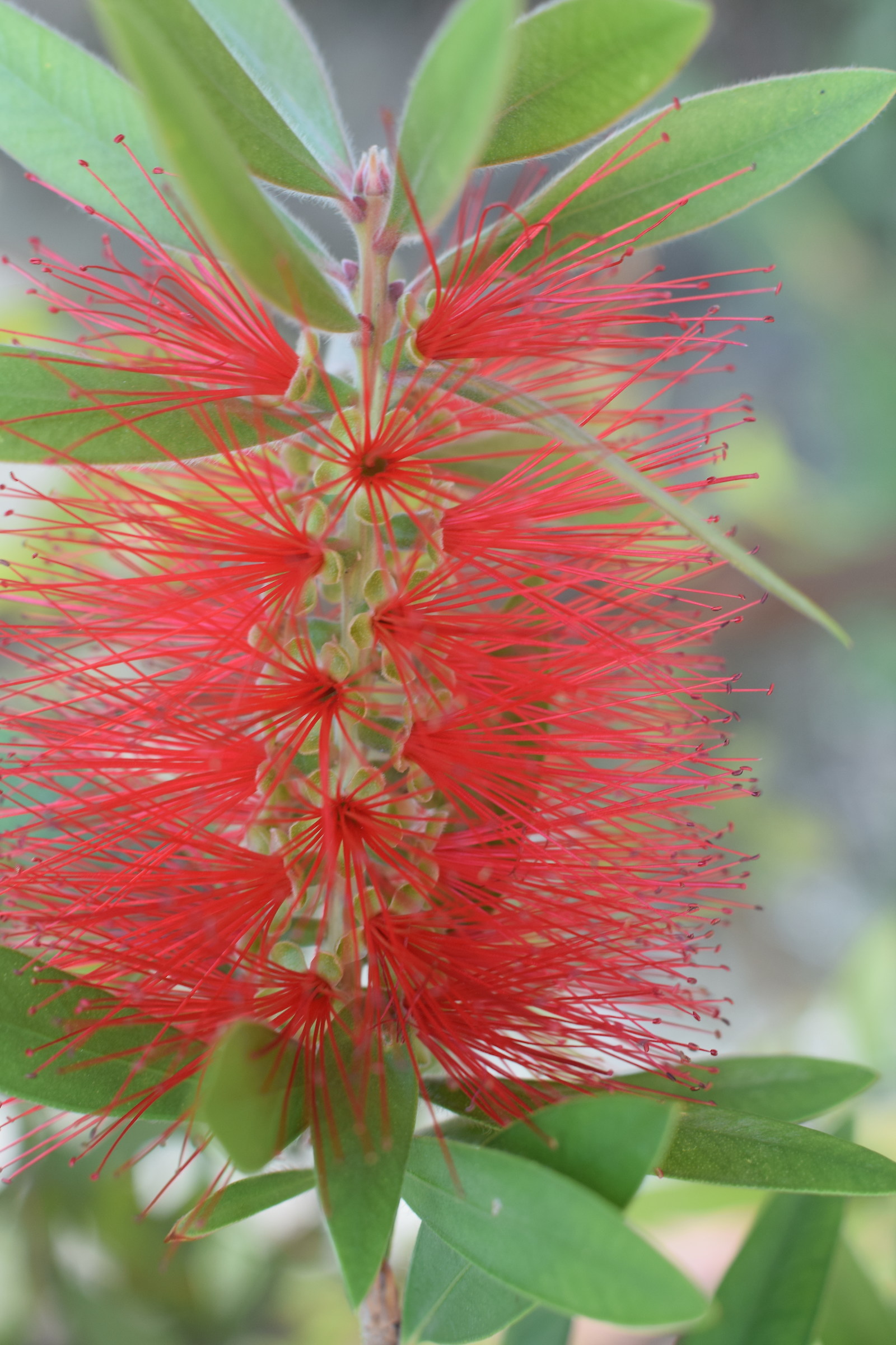 callistemon