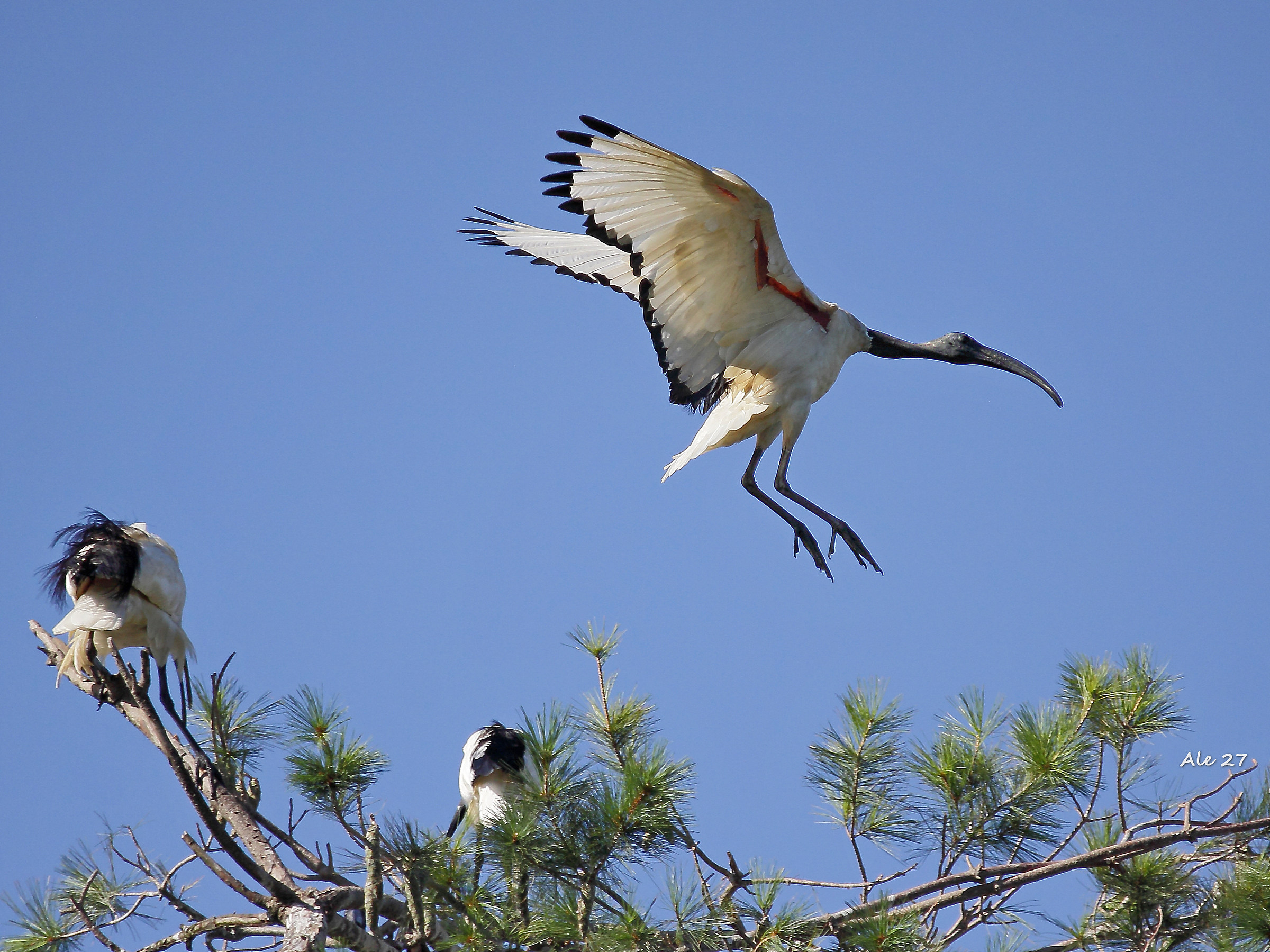 ..... ..... Pistaaaaaaaaa