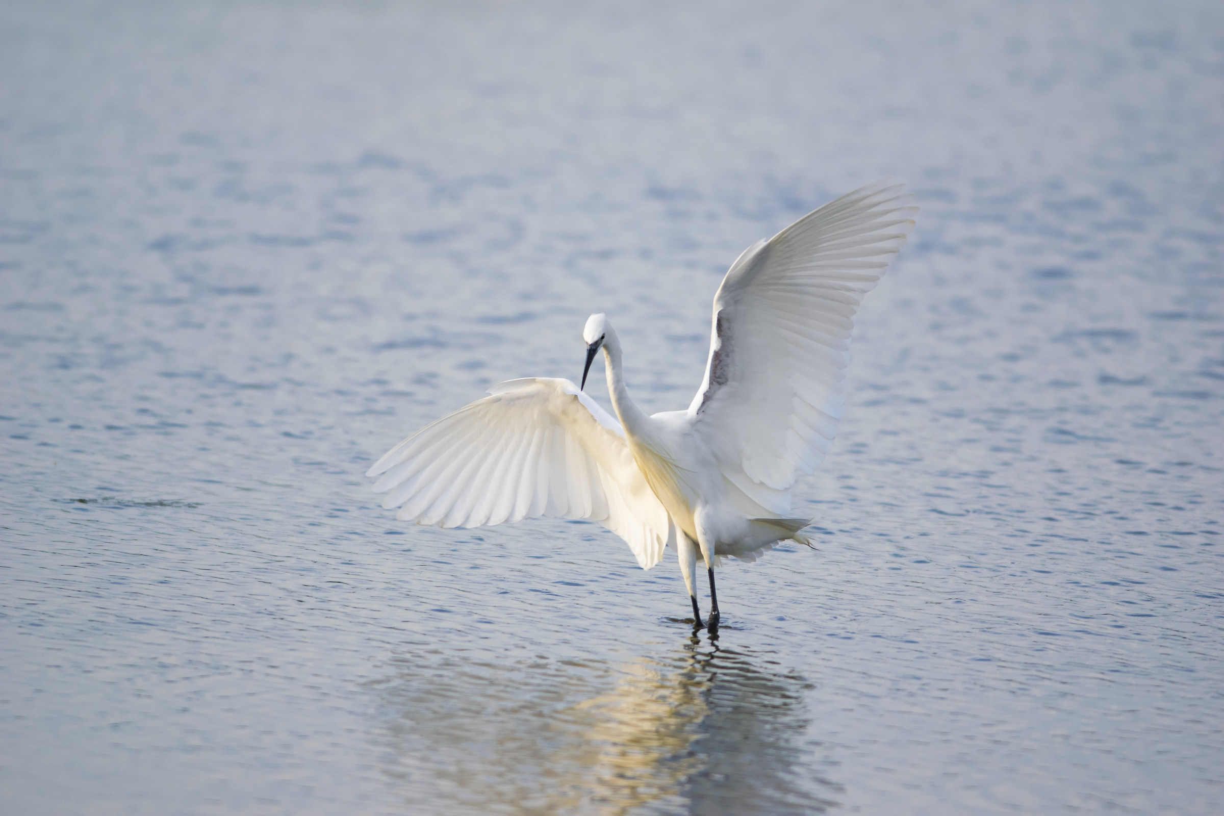 egret